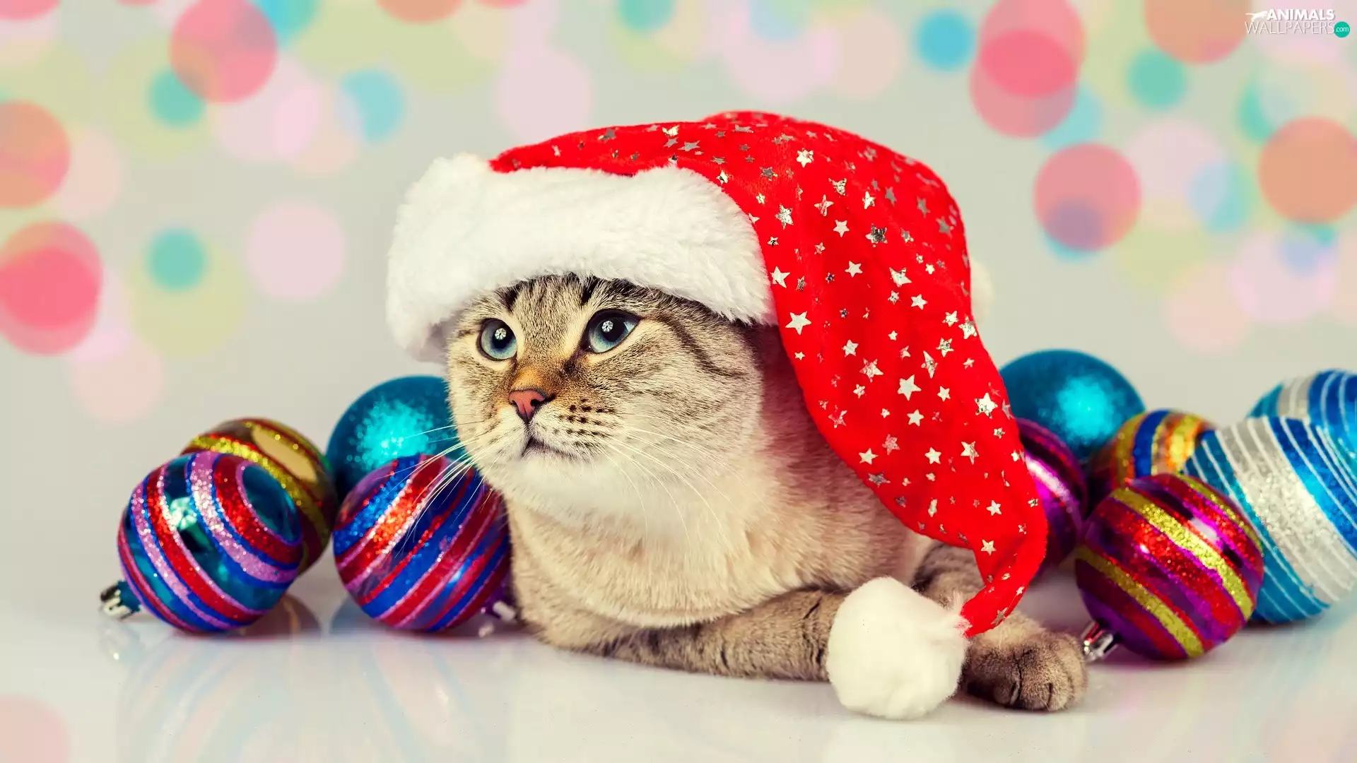 baubles, Christmas, Hat, Nicholas, cat