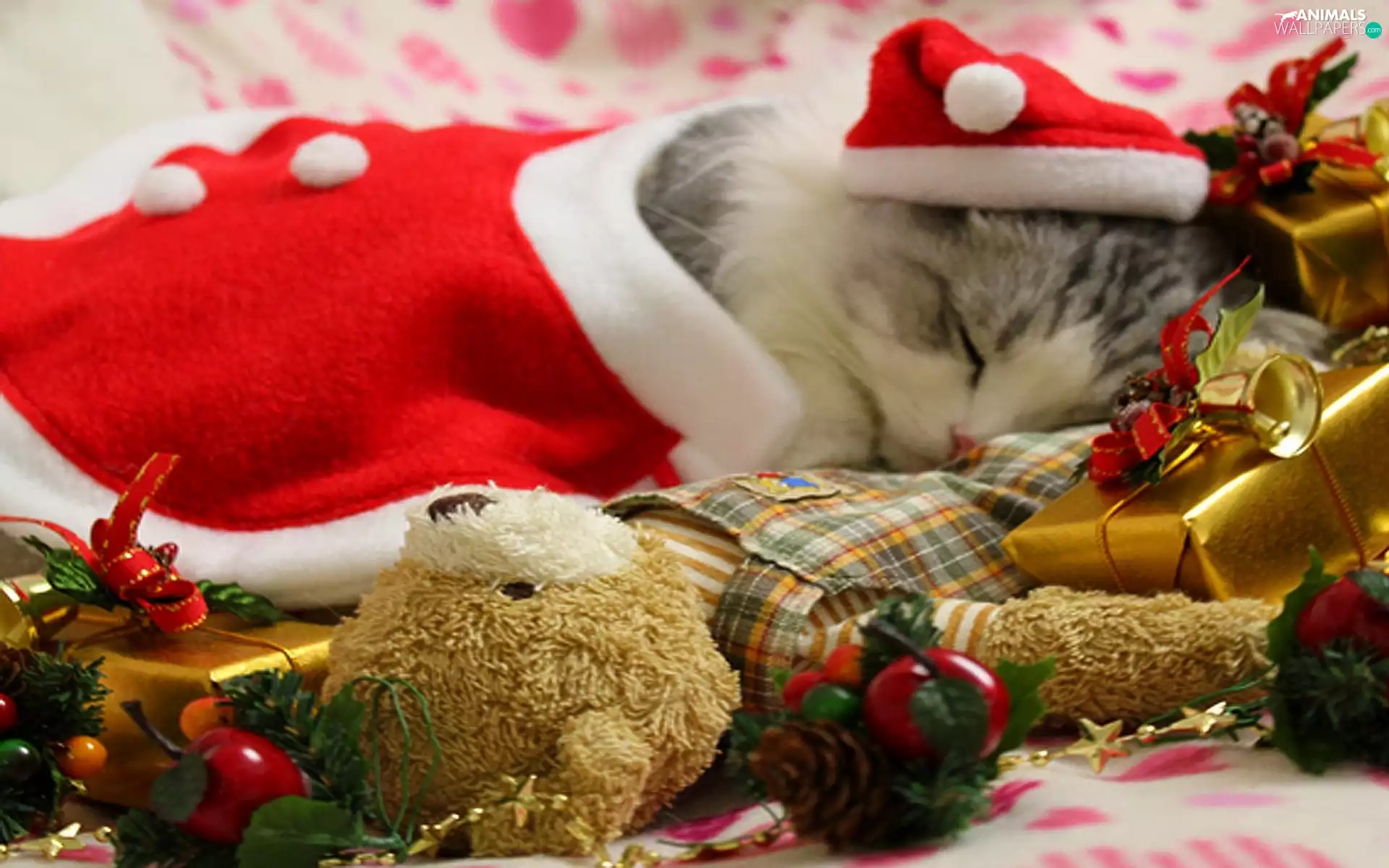 Present, christmas, kitten, clothes, sleepy