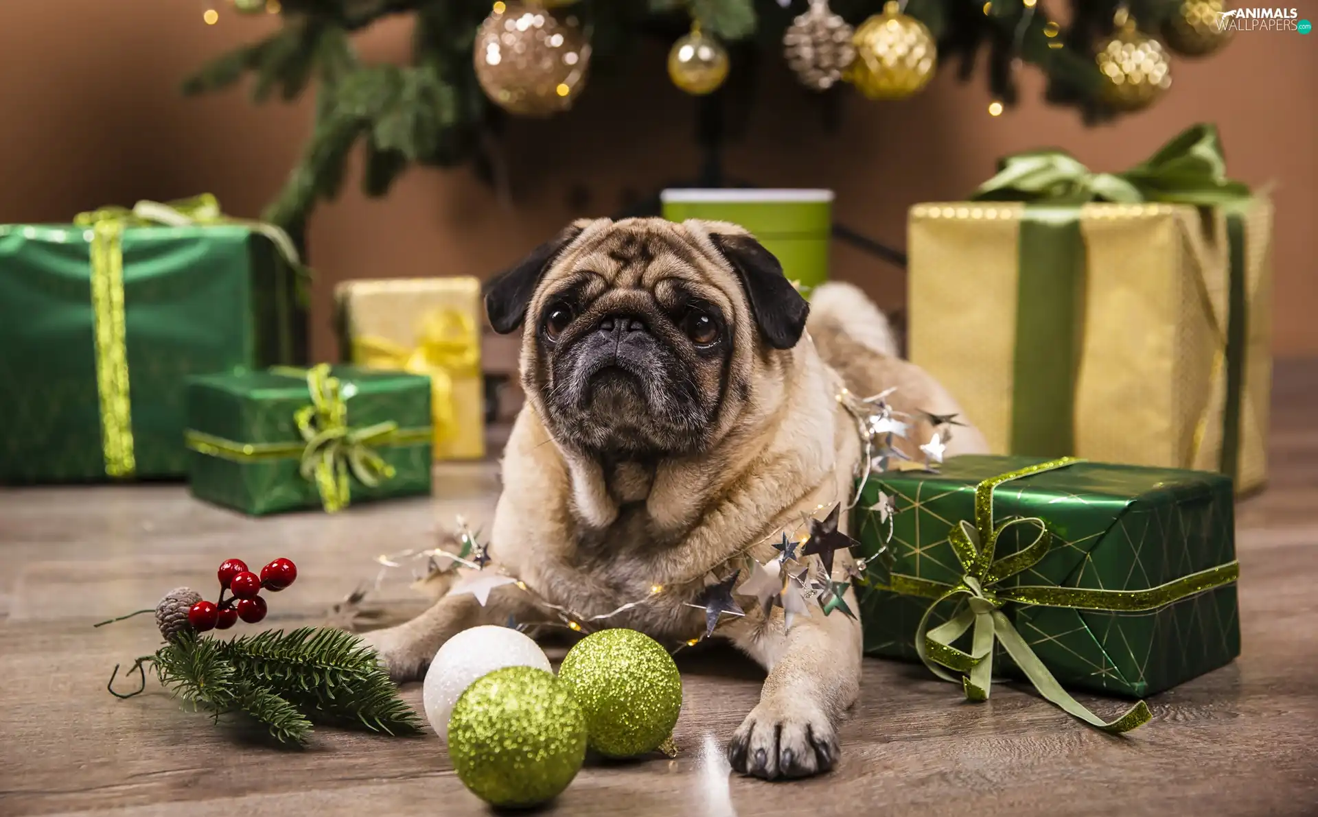 gifts, christmas, pug, baubles, dog