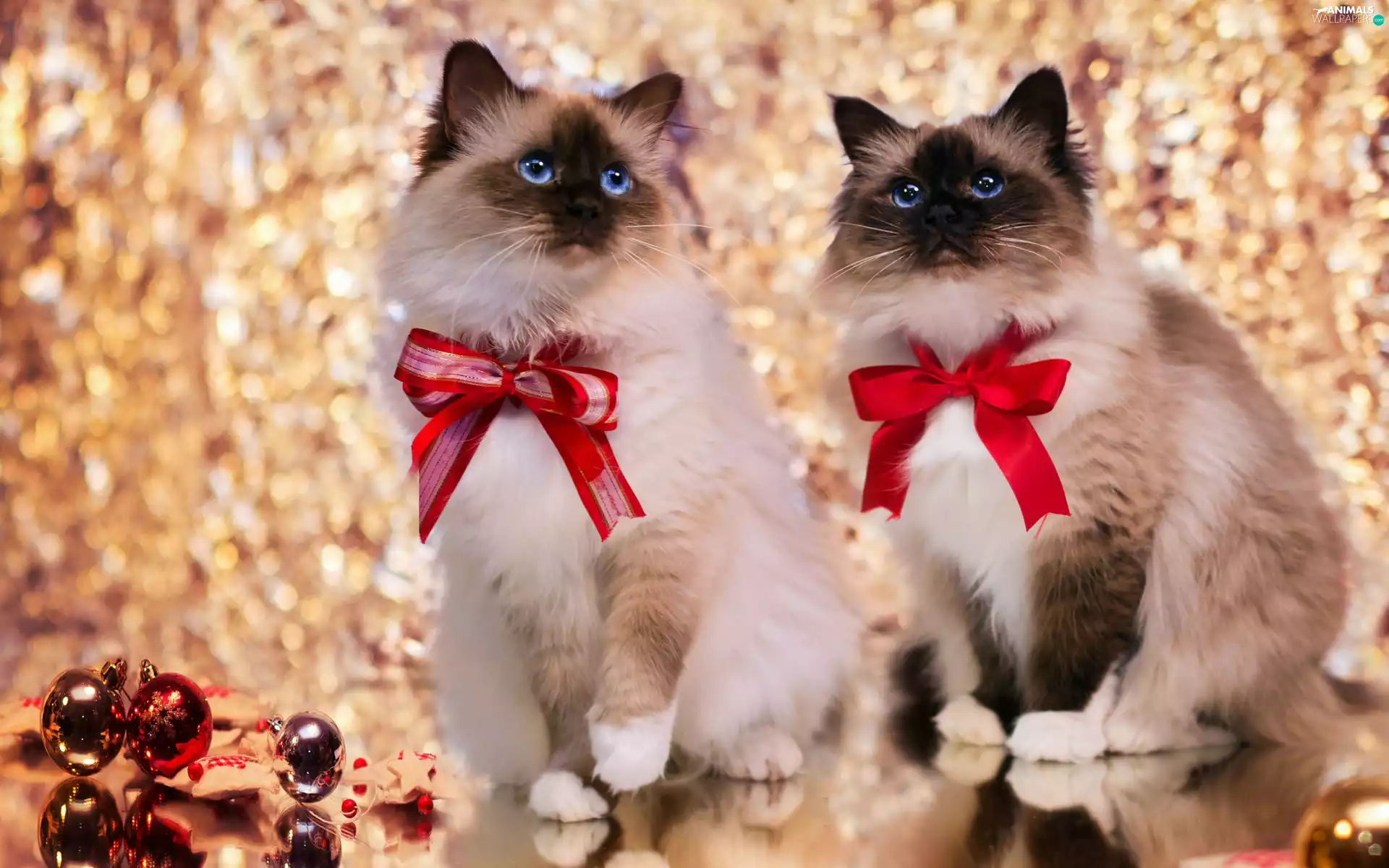 Red, puss, baubles, Christmas, bow, Siamese