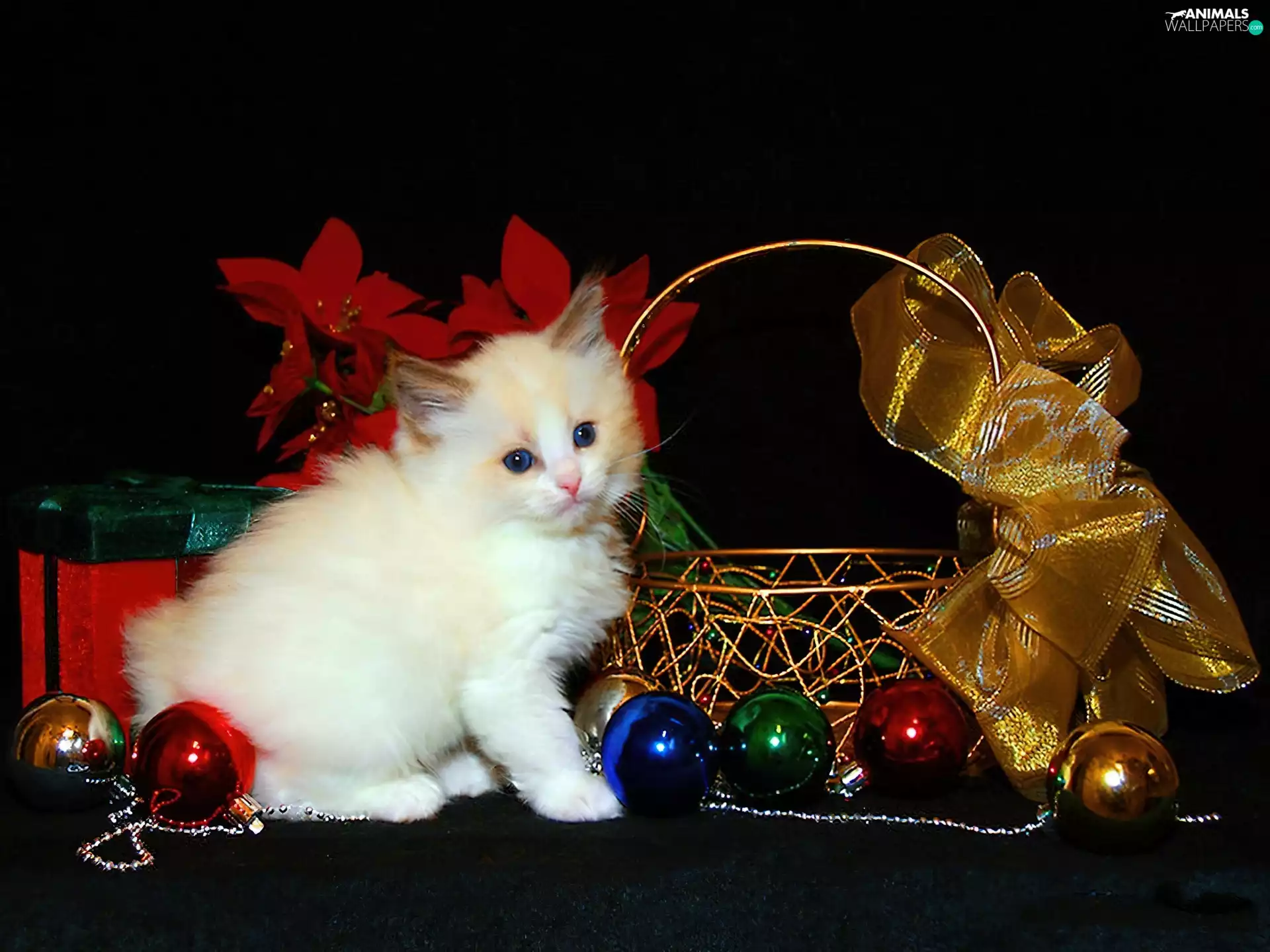 Christmas, cat, toys