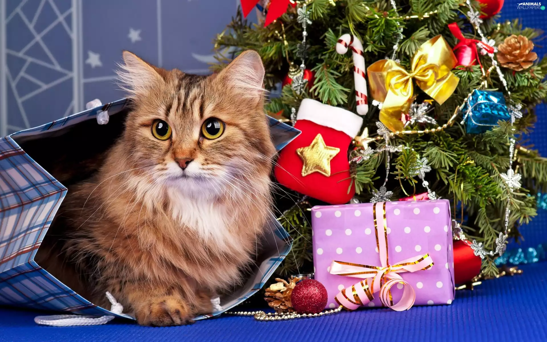 cat, christmas tree, Christmas, gifts