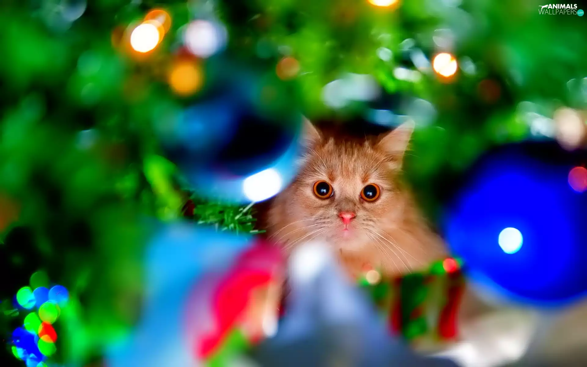 ginger, christmas tree, christmas, kitten