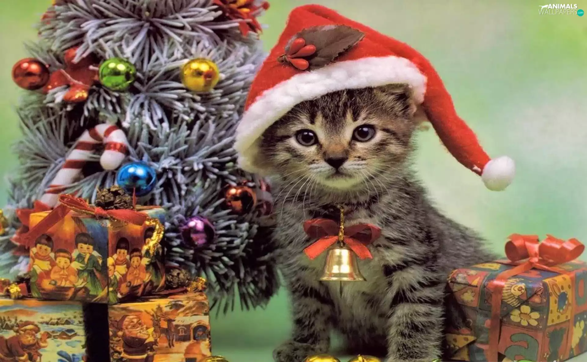 small, christmas tree, gifts, kitten