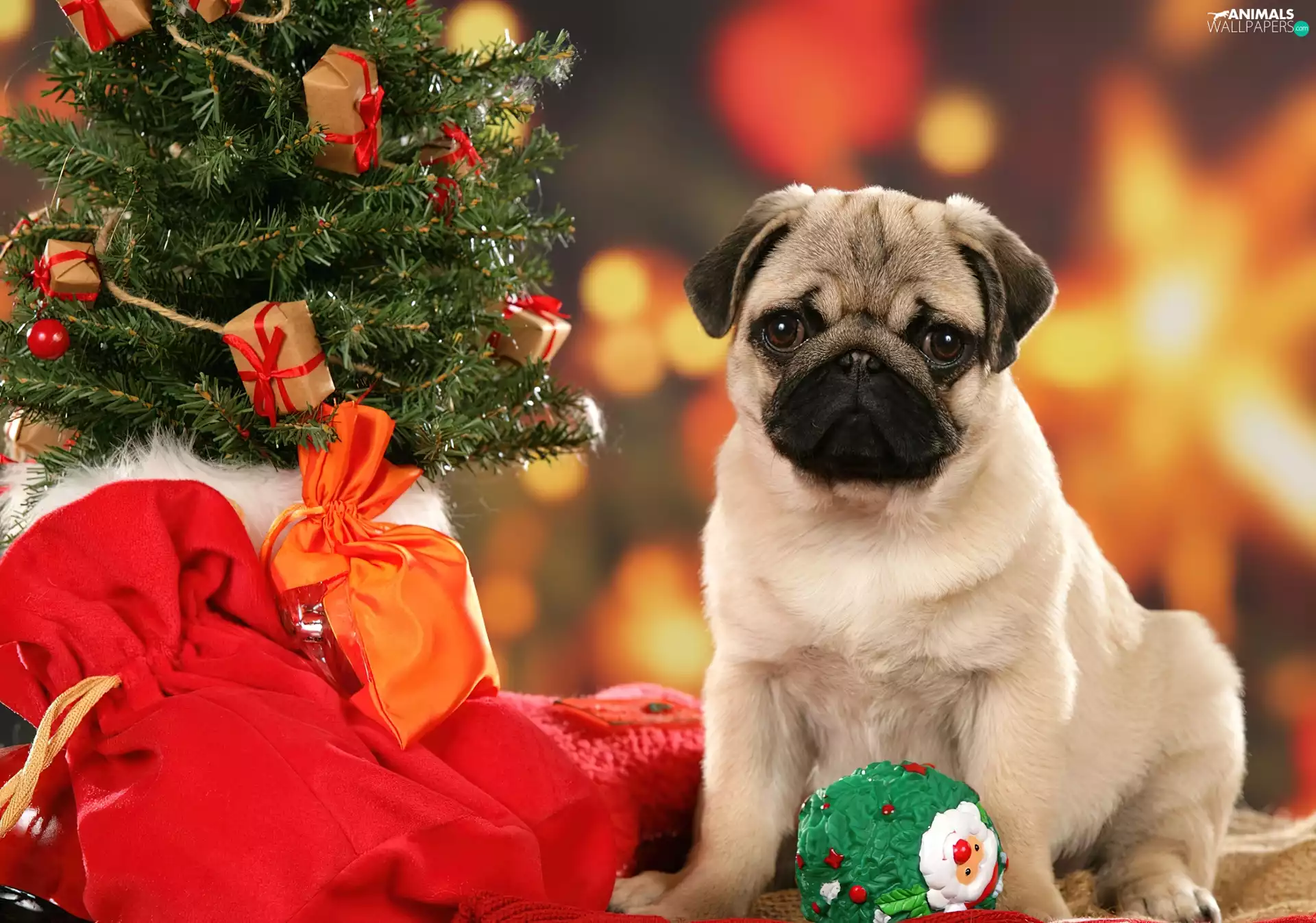 doggy, christmas tree, Christmas, Puppy