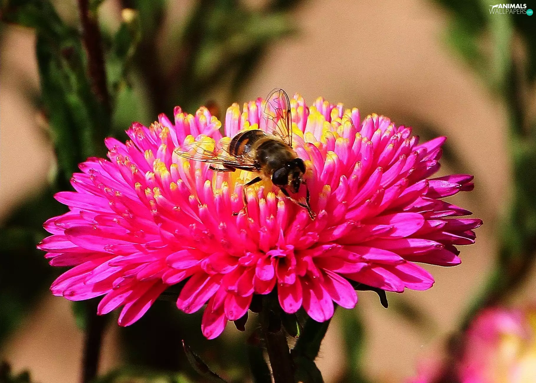 chrysanthemum, bee