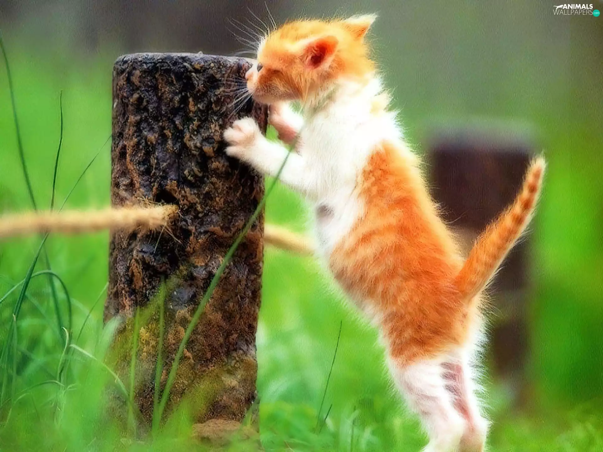 claws, kitten, stump