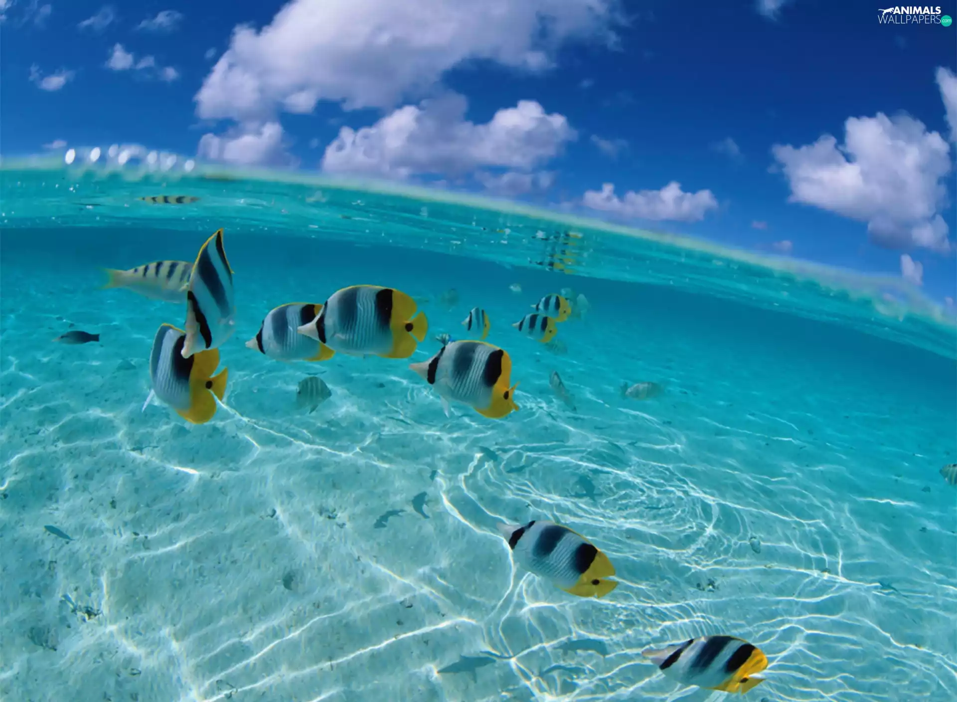 Crystal, sea, fishes, clean