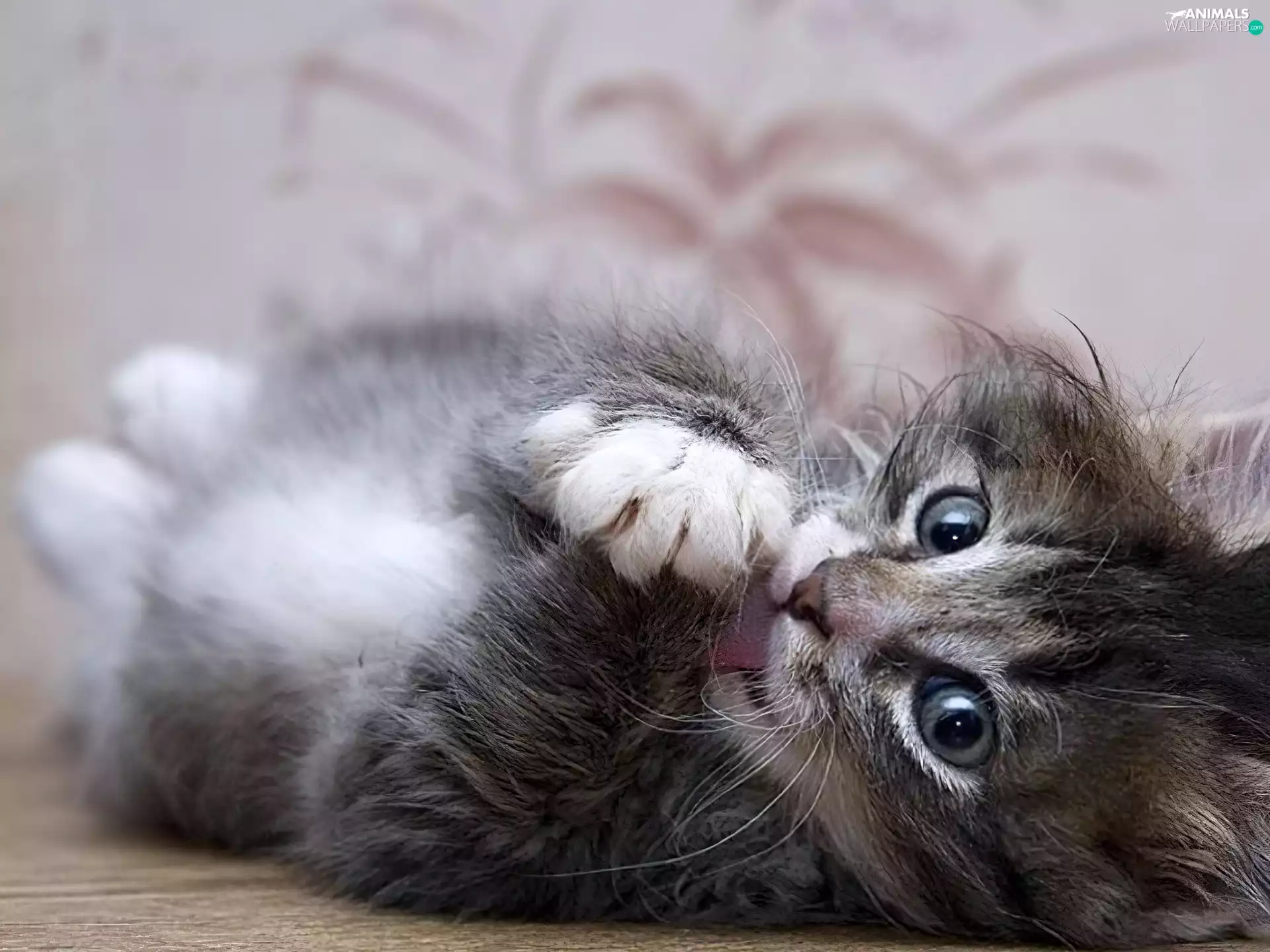 cleanly, kitten, Tounge