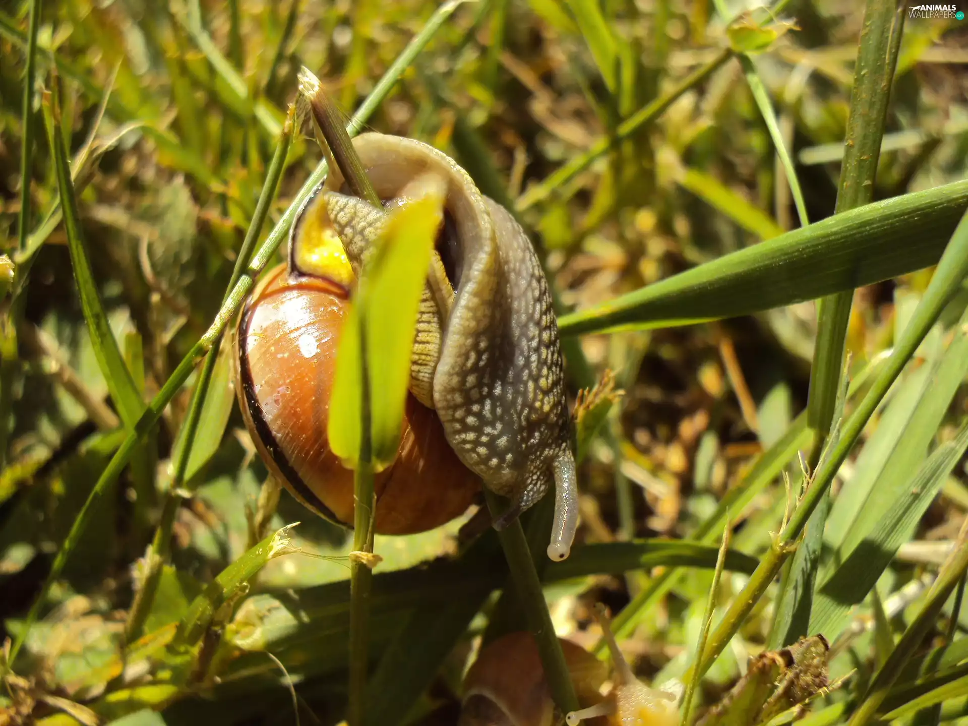 climbing, winniczek, grass