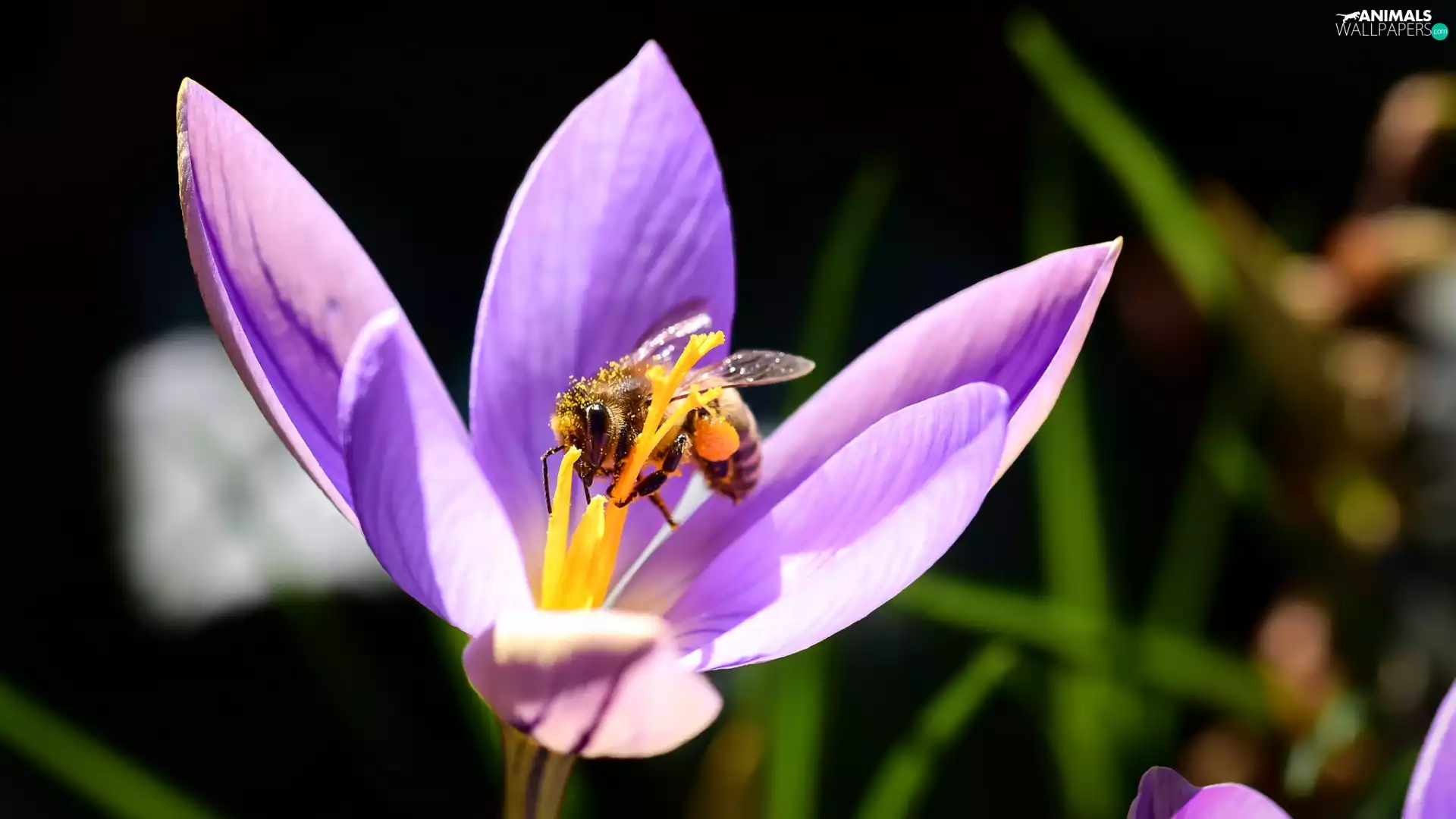 Close, crocus, bee