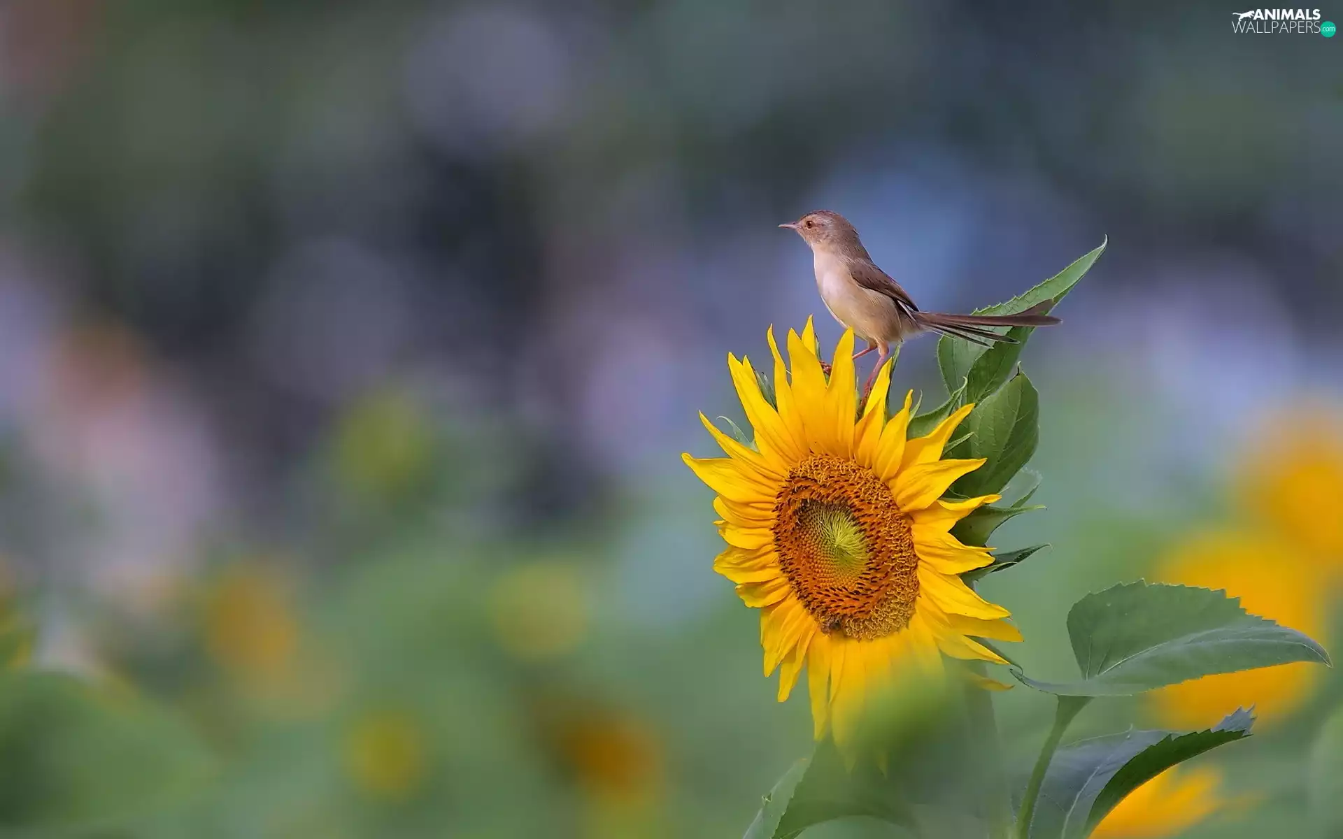 Close, Sunflower, birdies