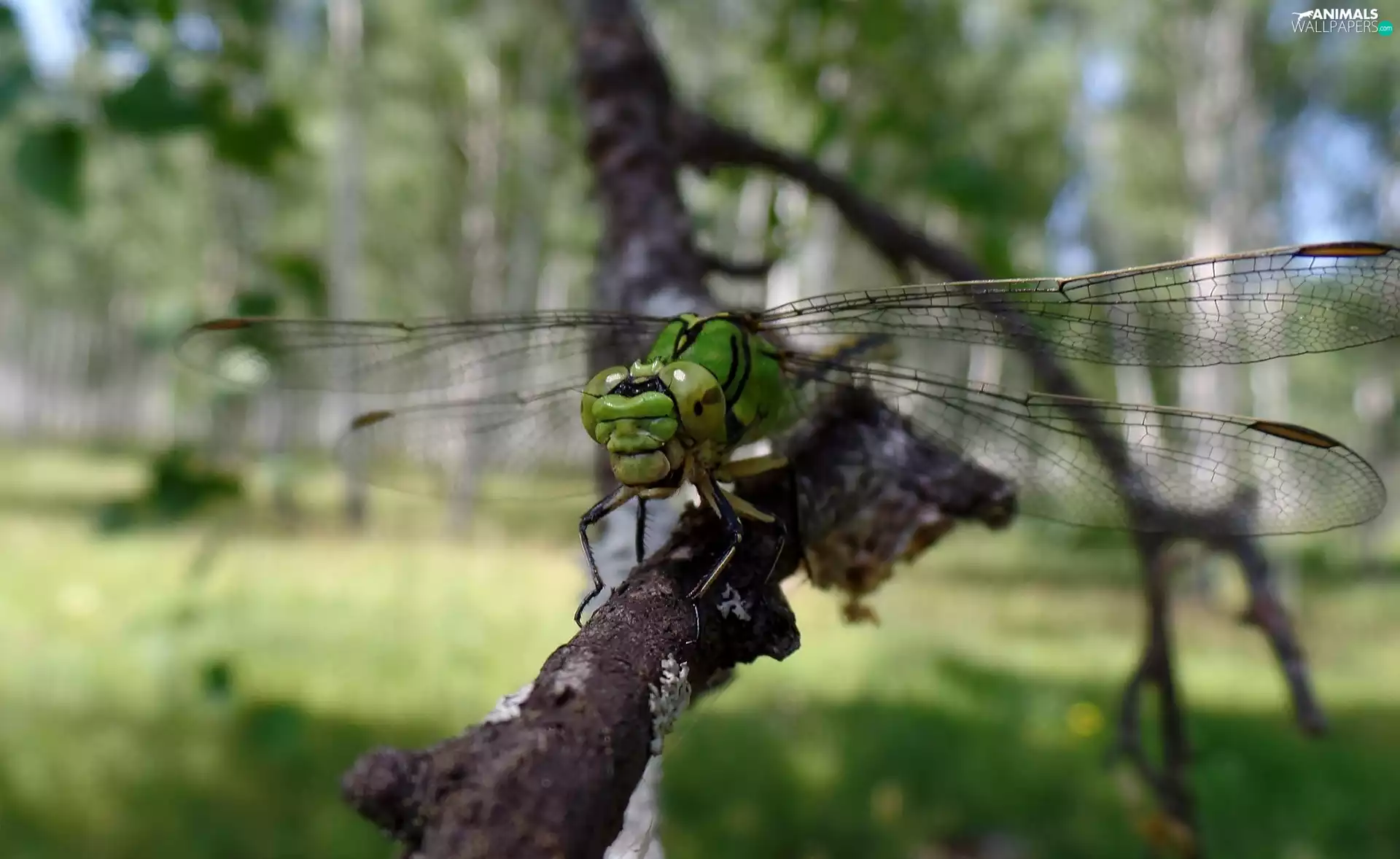 branch, dragon-fly, Close