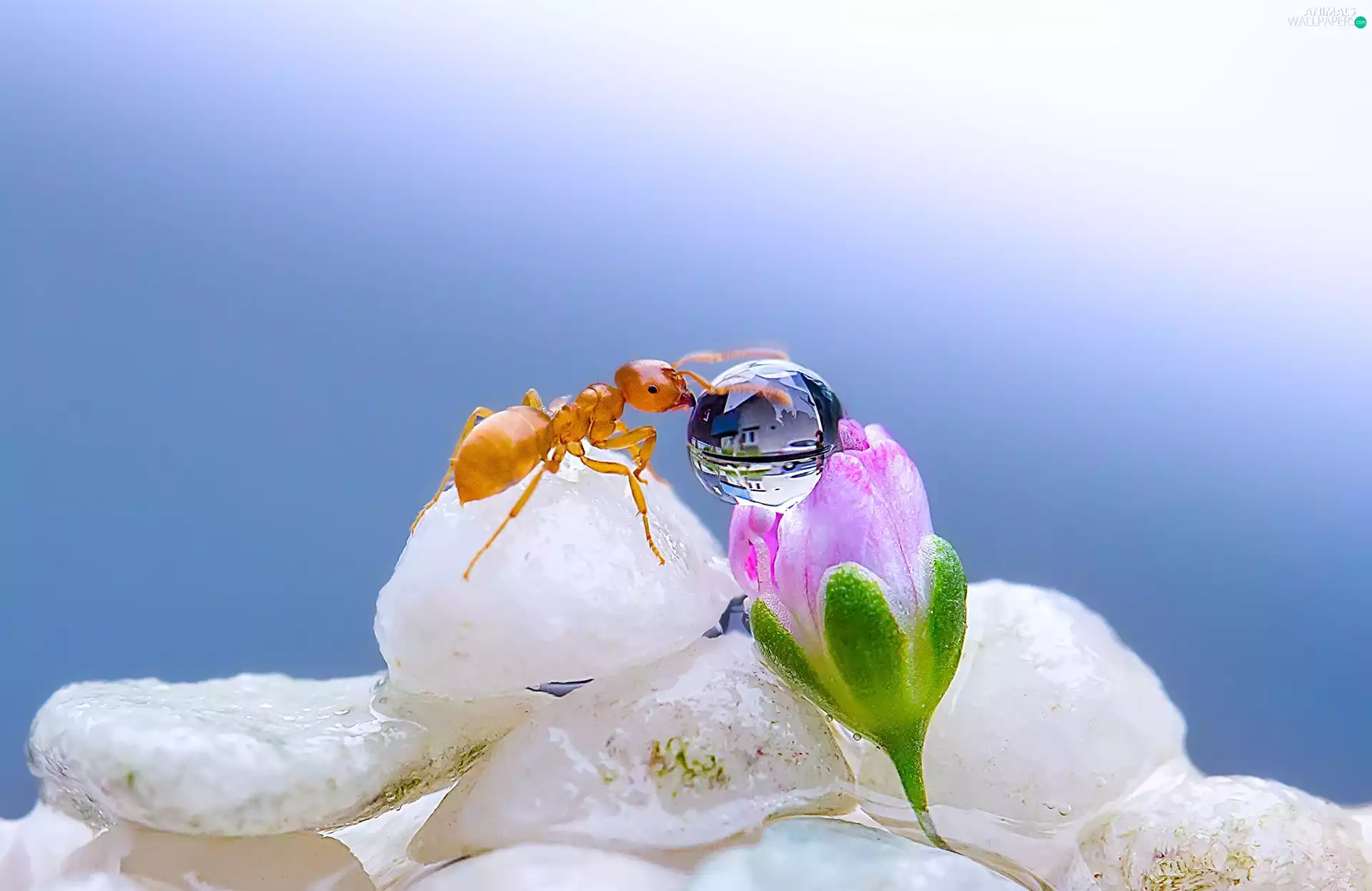 drop, Close, bud, floral, ant