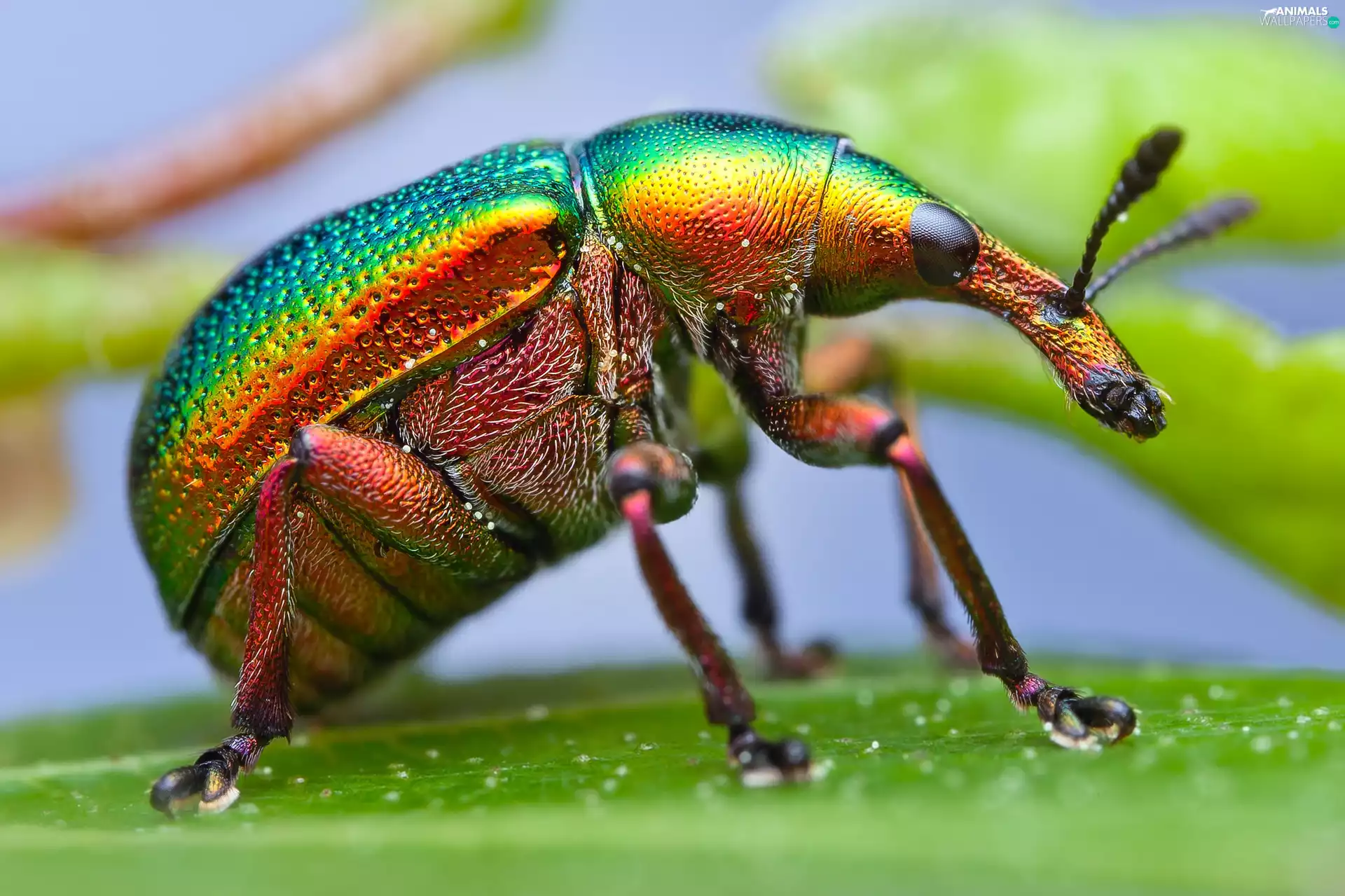 Close, color, cockchafer