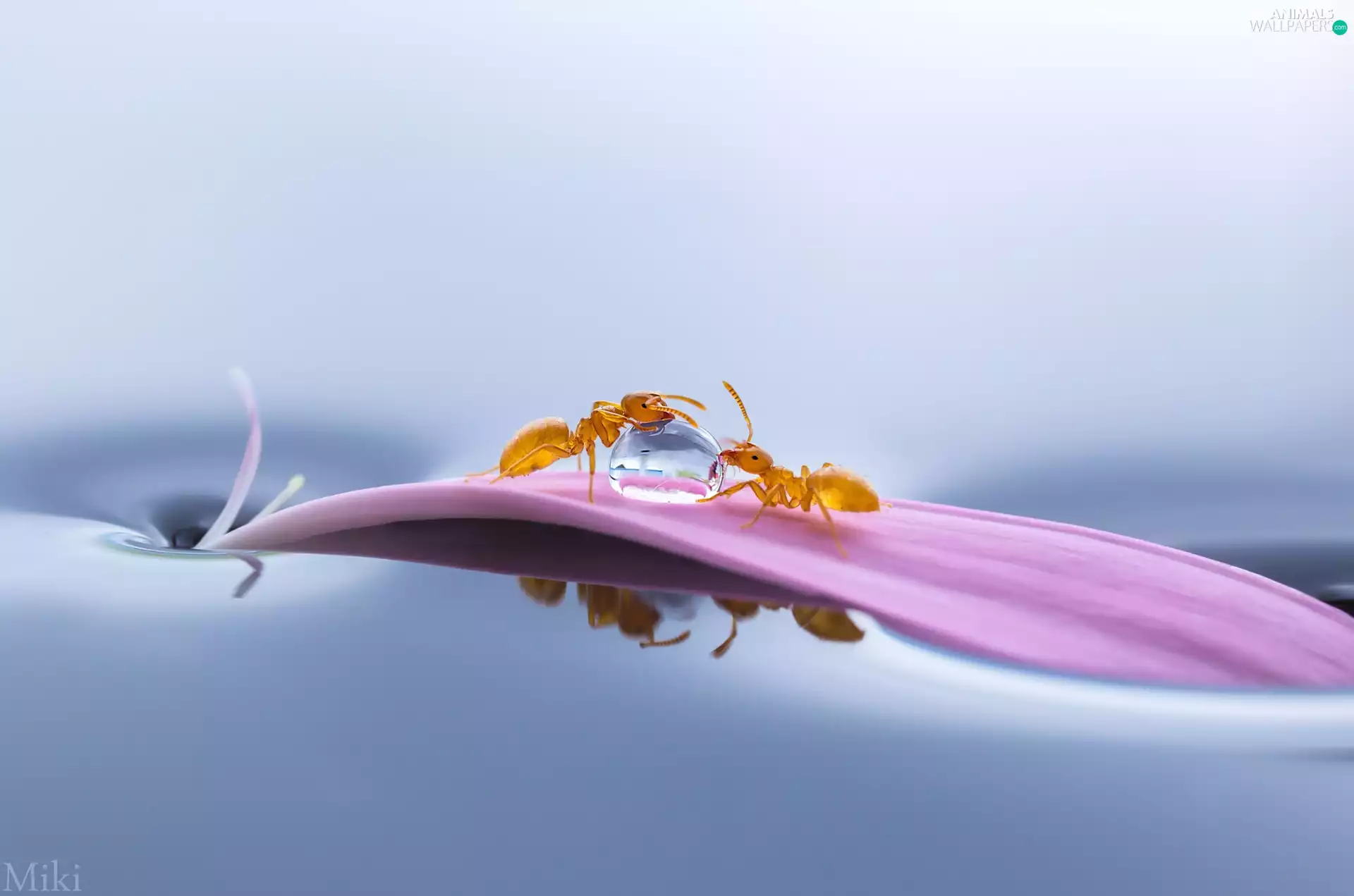 Two, petal, drop, Close, ants, floral