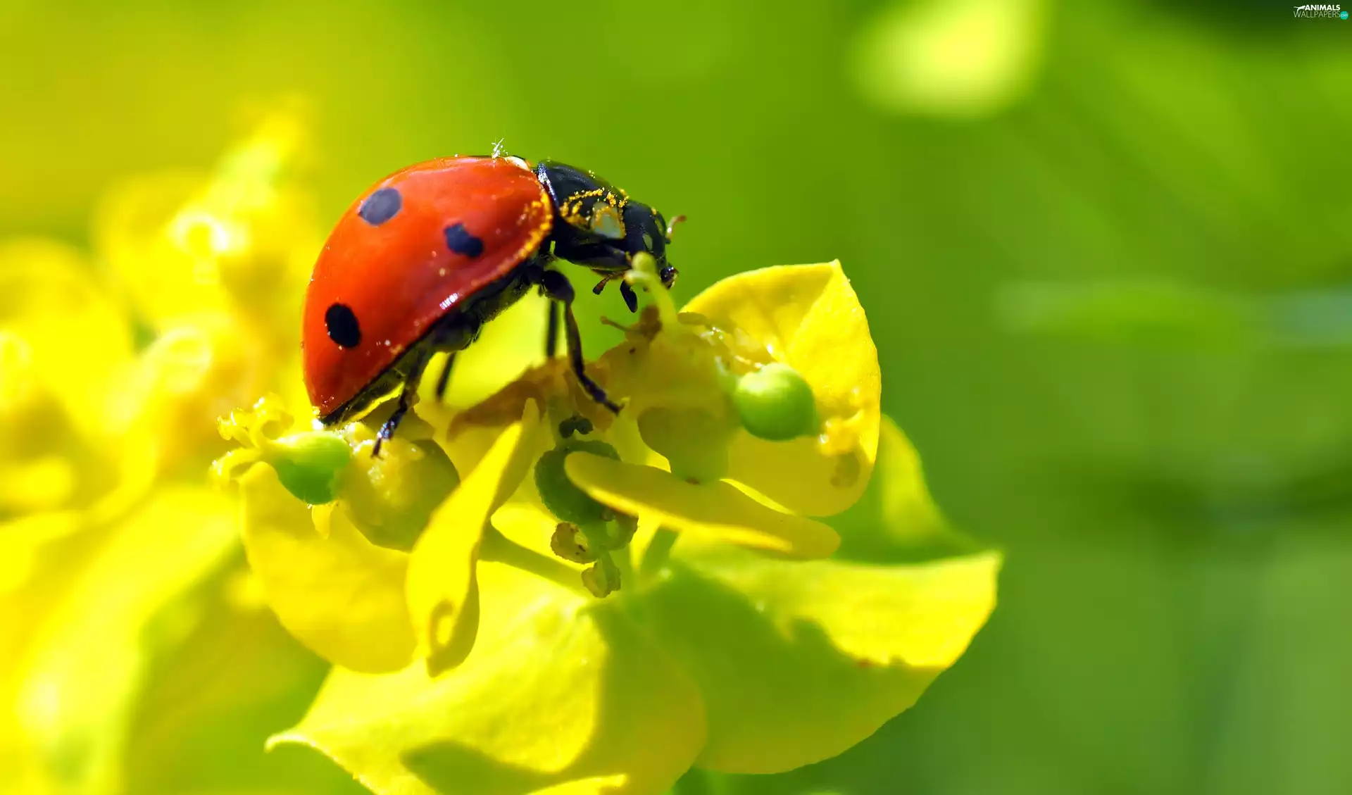 Close, ladybird, Flowers