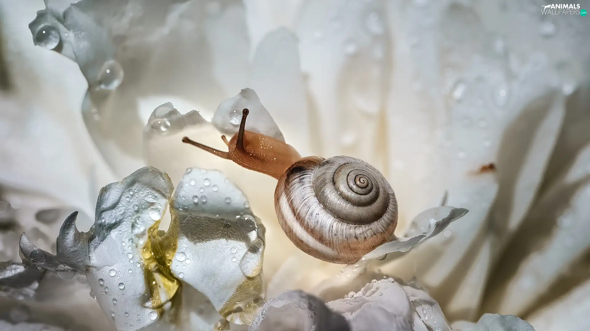 snail, Close, Flowers, drops, White