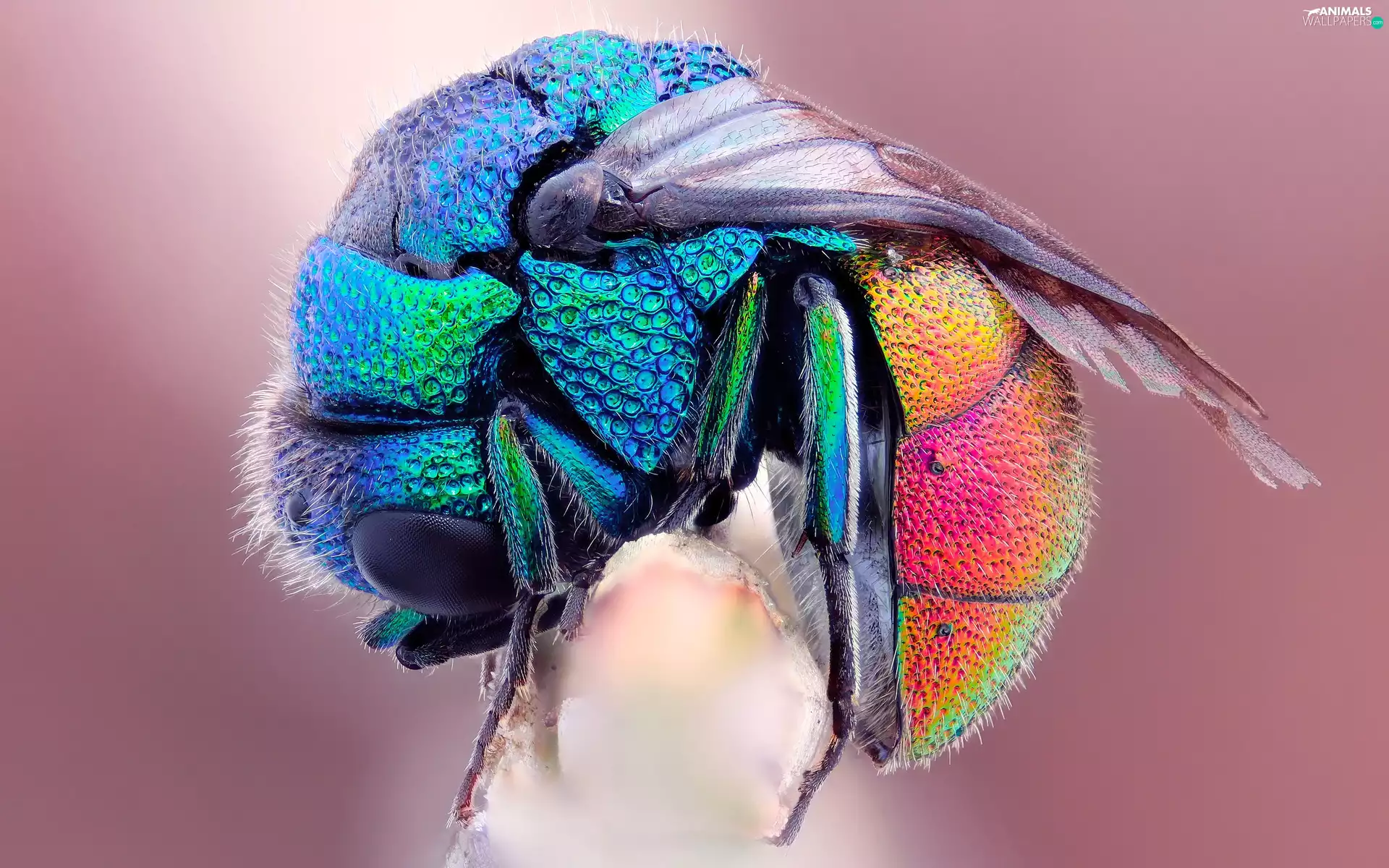 Close, Coloured, fly