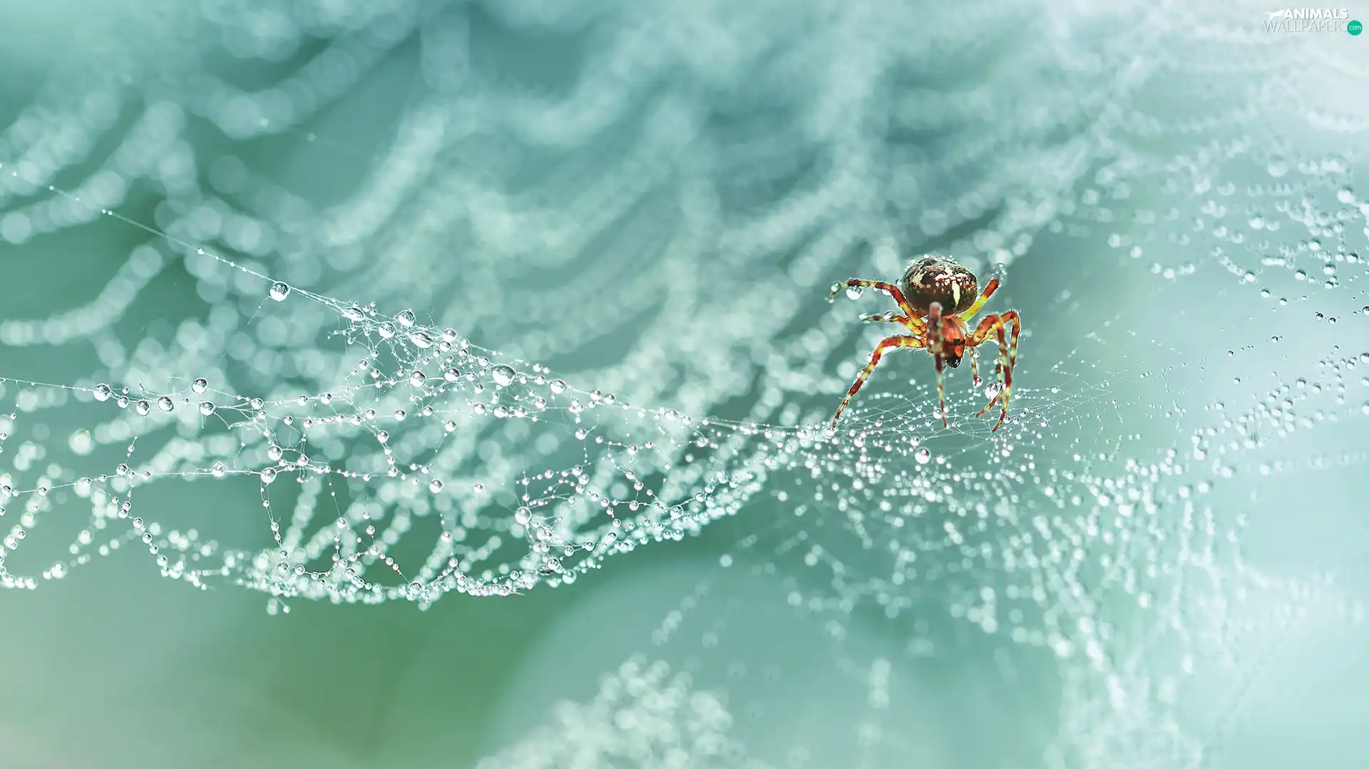 Spider, Web, Close, Garden Spider