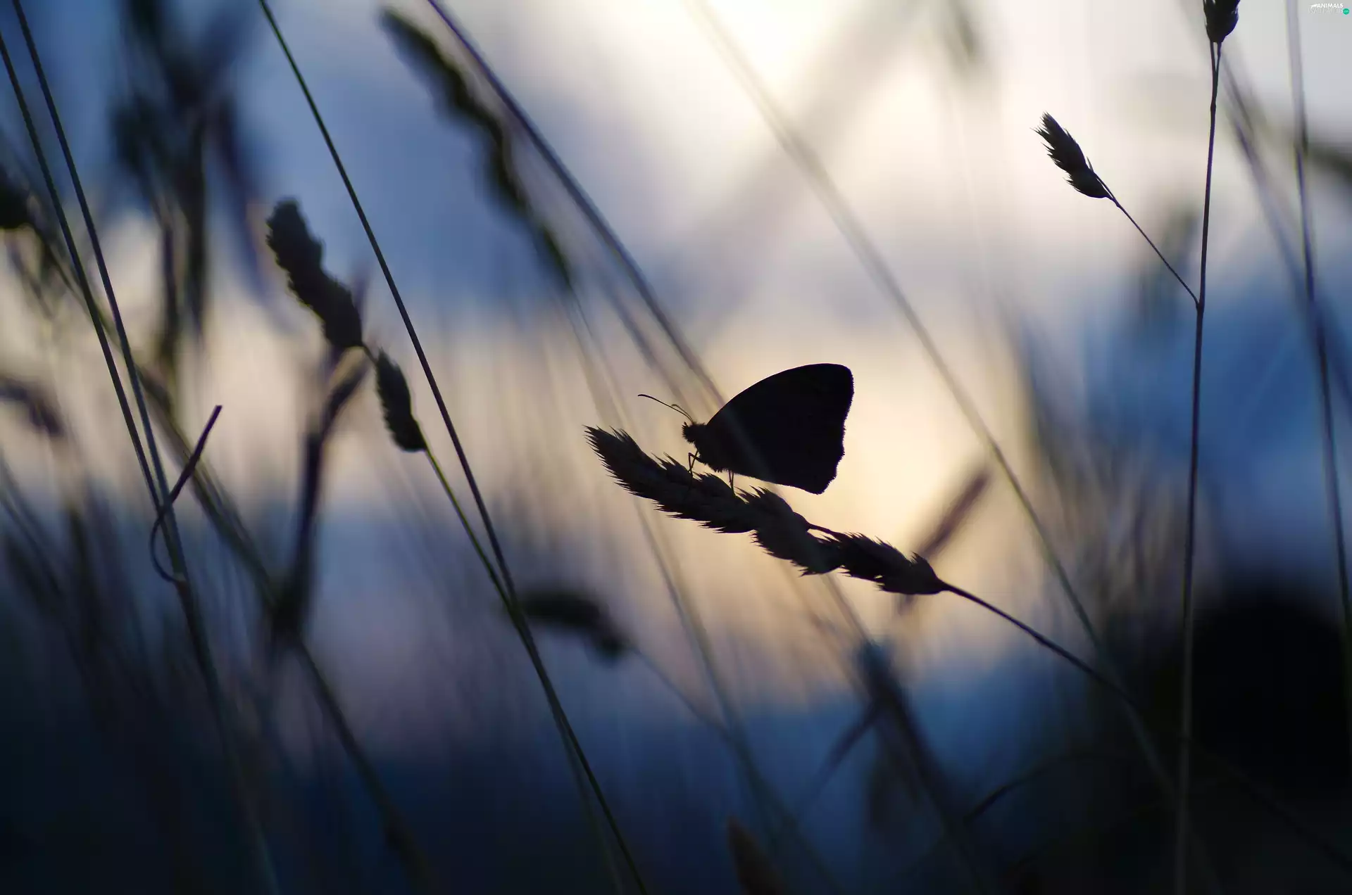Close, butterfly, grass