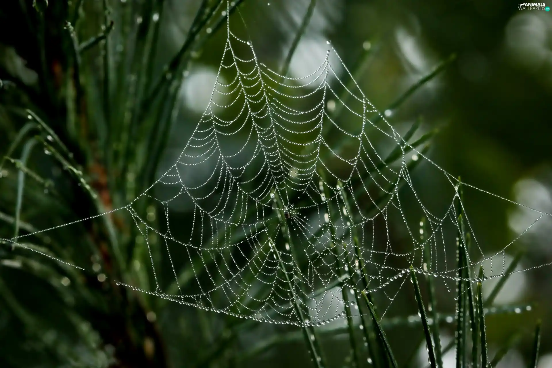 grass, Water drops, Close, Web