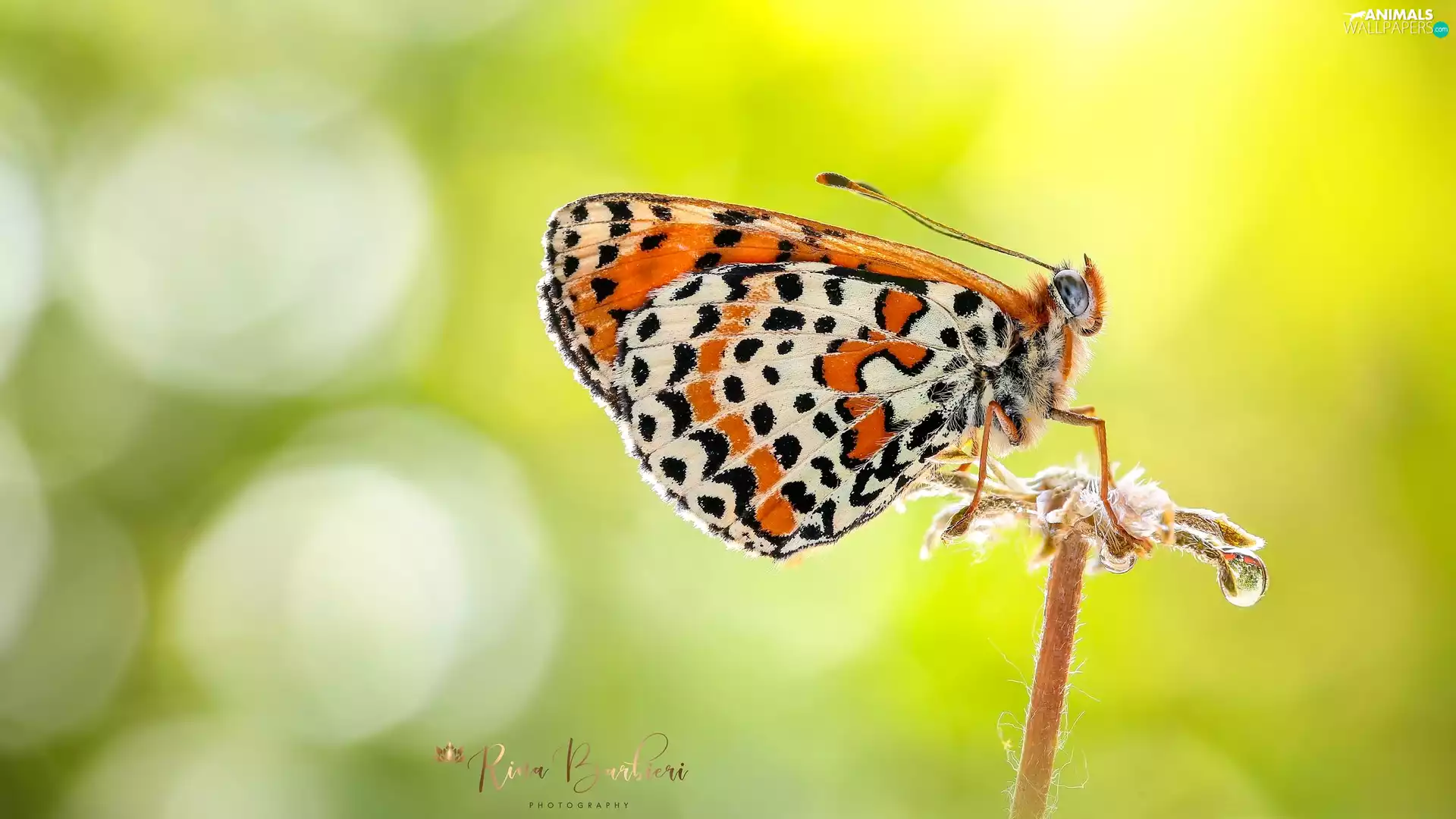 butterfly, Close, Green Background, plant