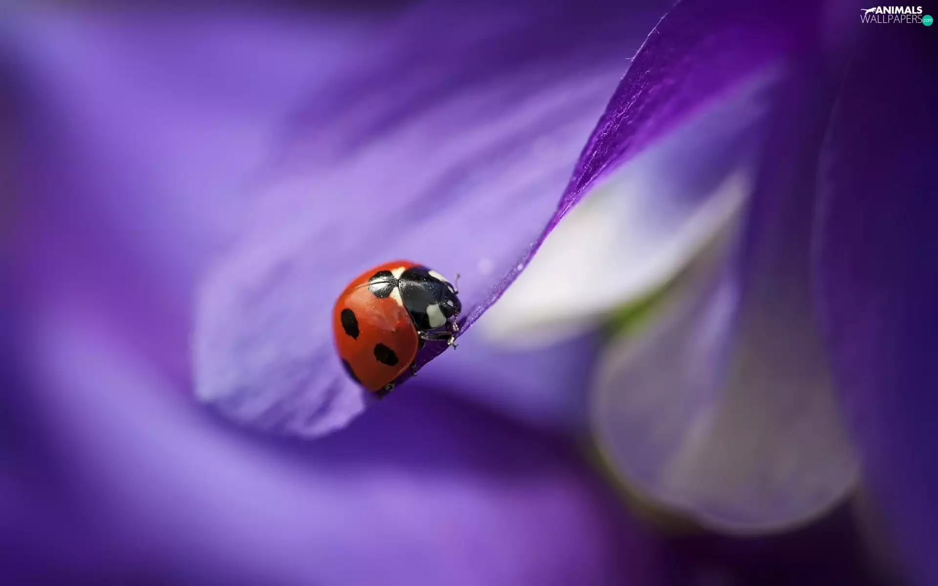 Close, ladybird, Insect