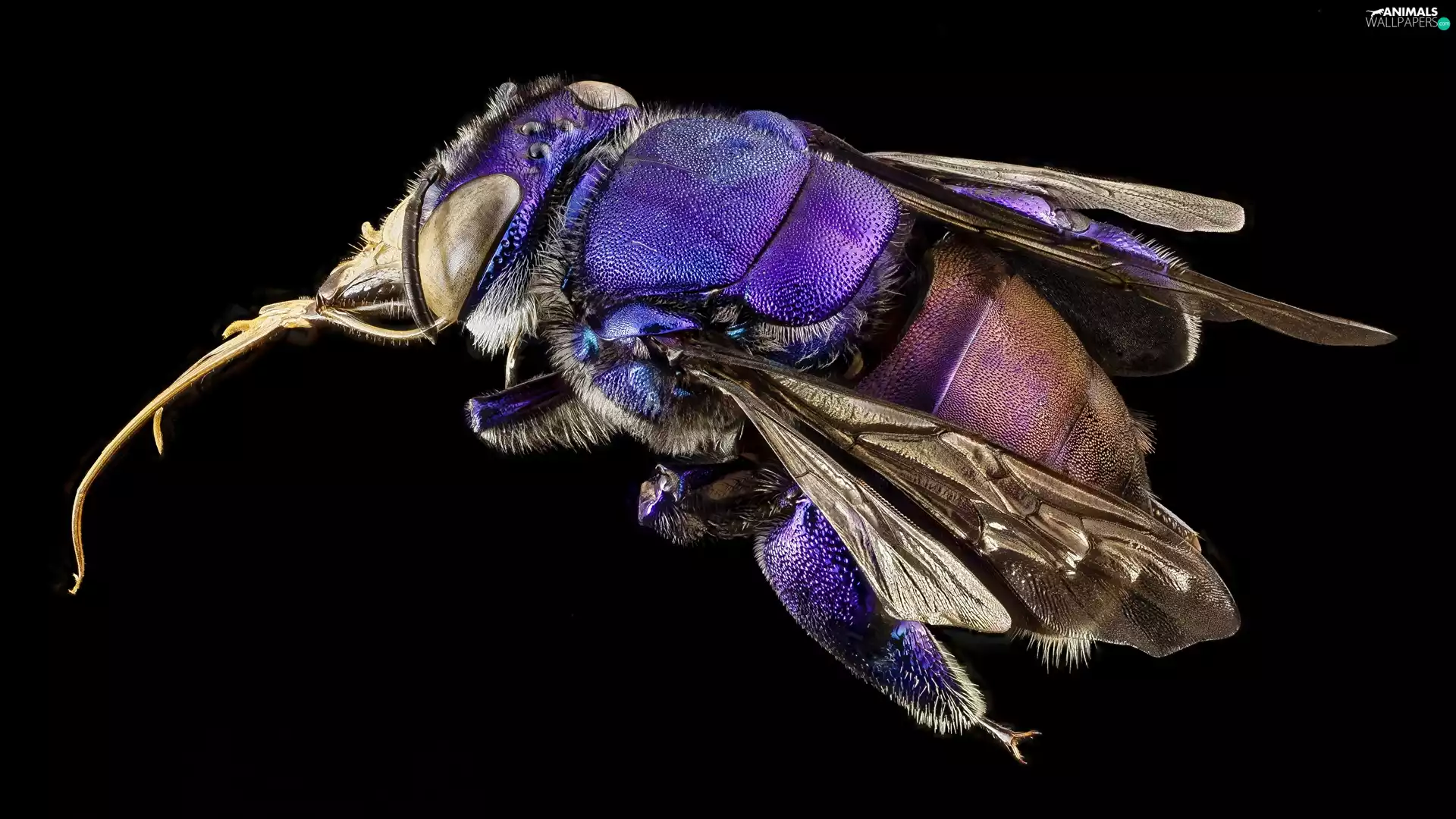 Close, Violet, Insect