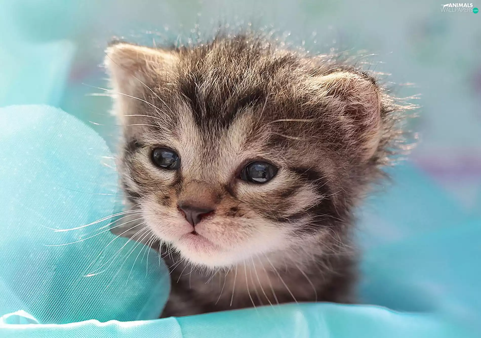background, Close, kitten, Blue, small