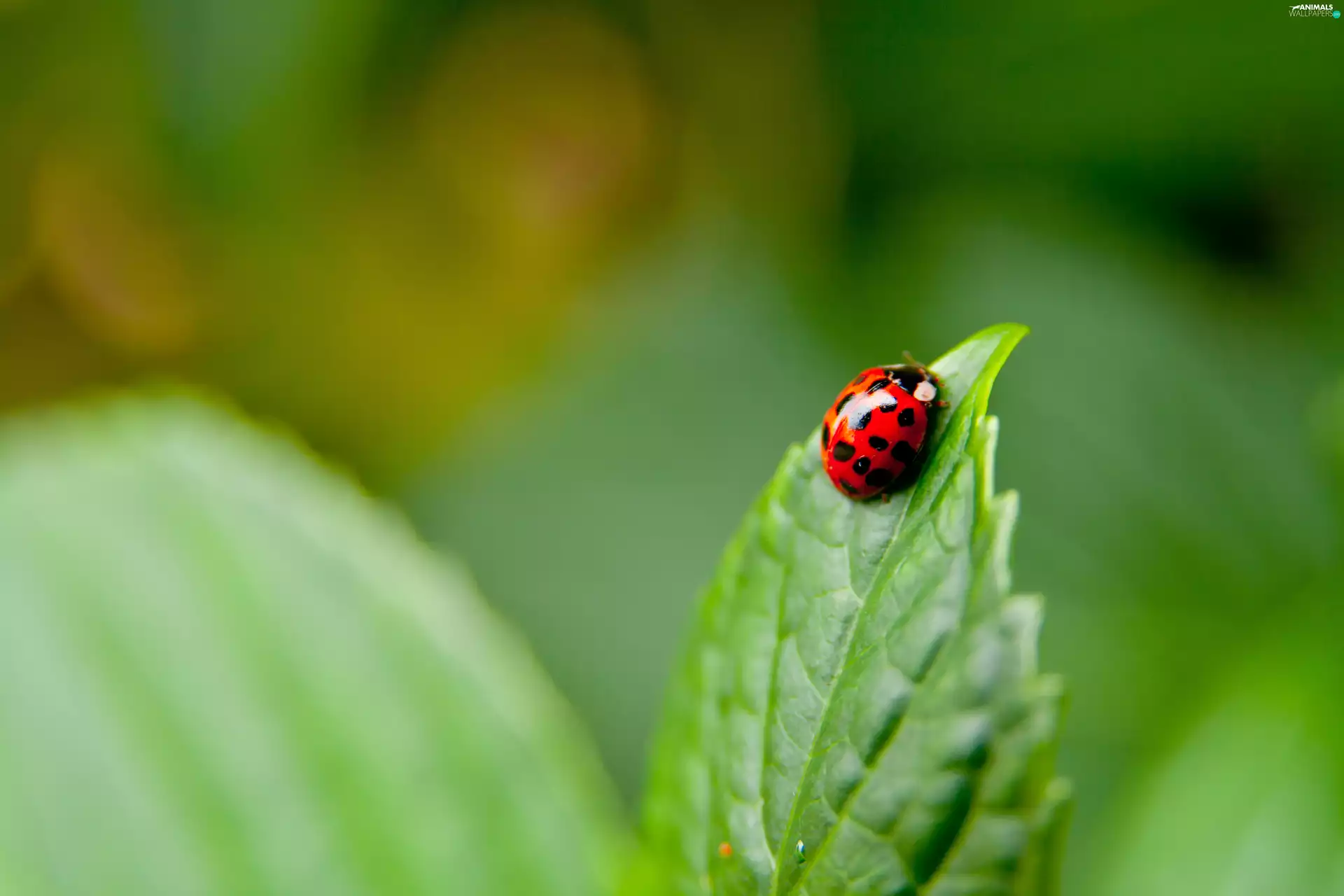 Close, ladybird, leaf
