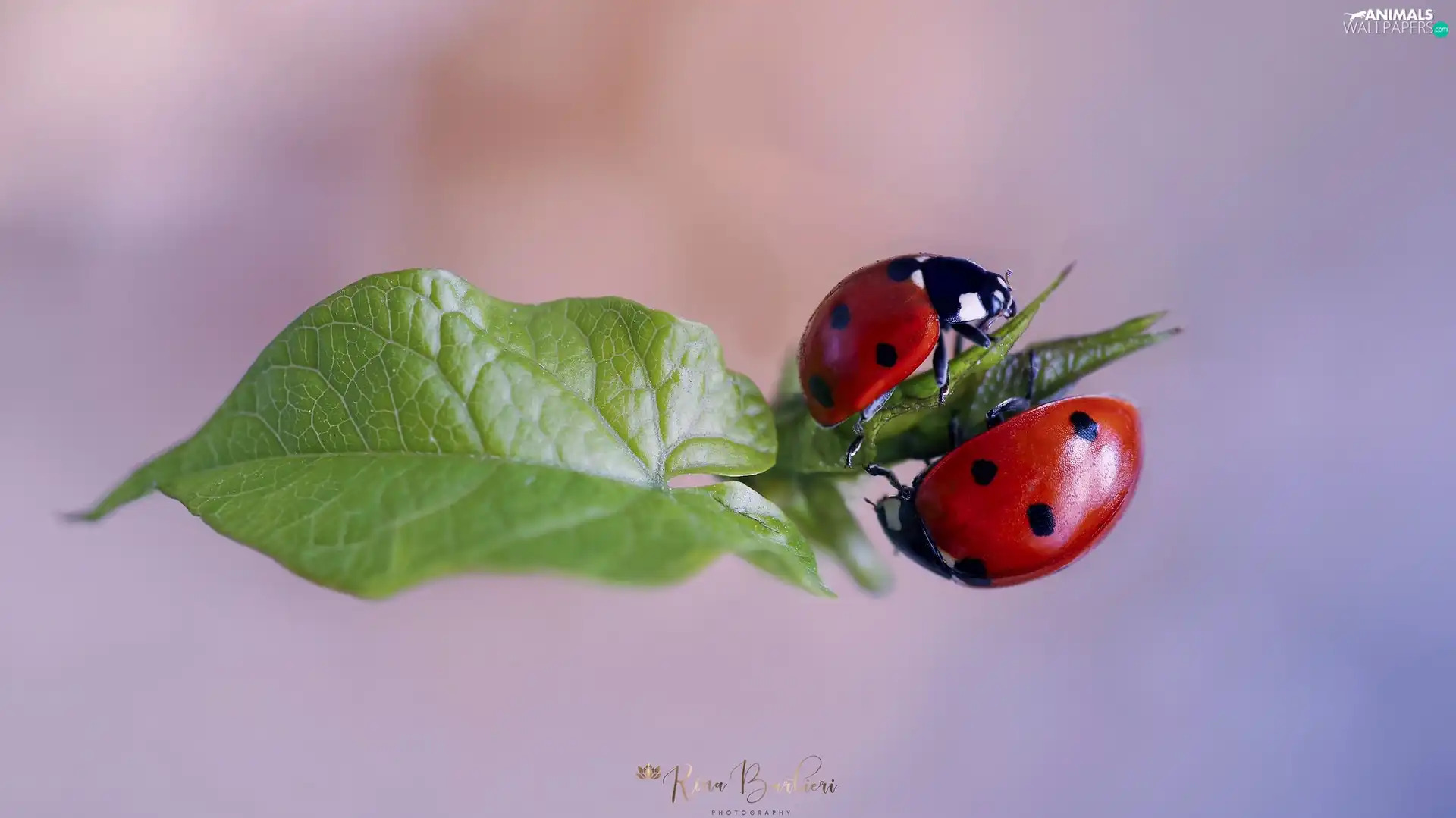 Close, ladybugs, leaf