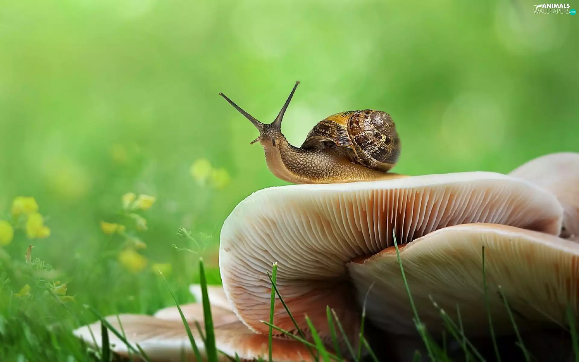 Close, snail, mushrooms