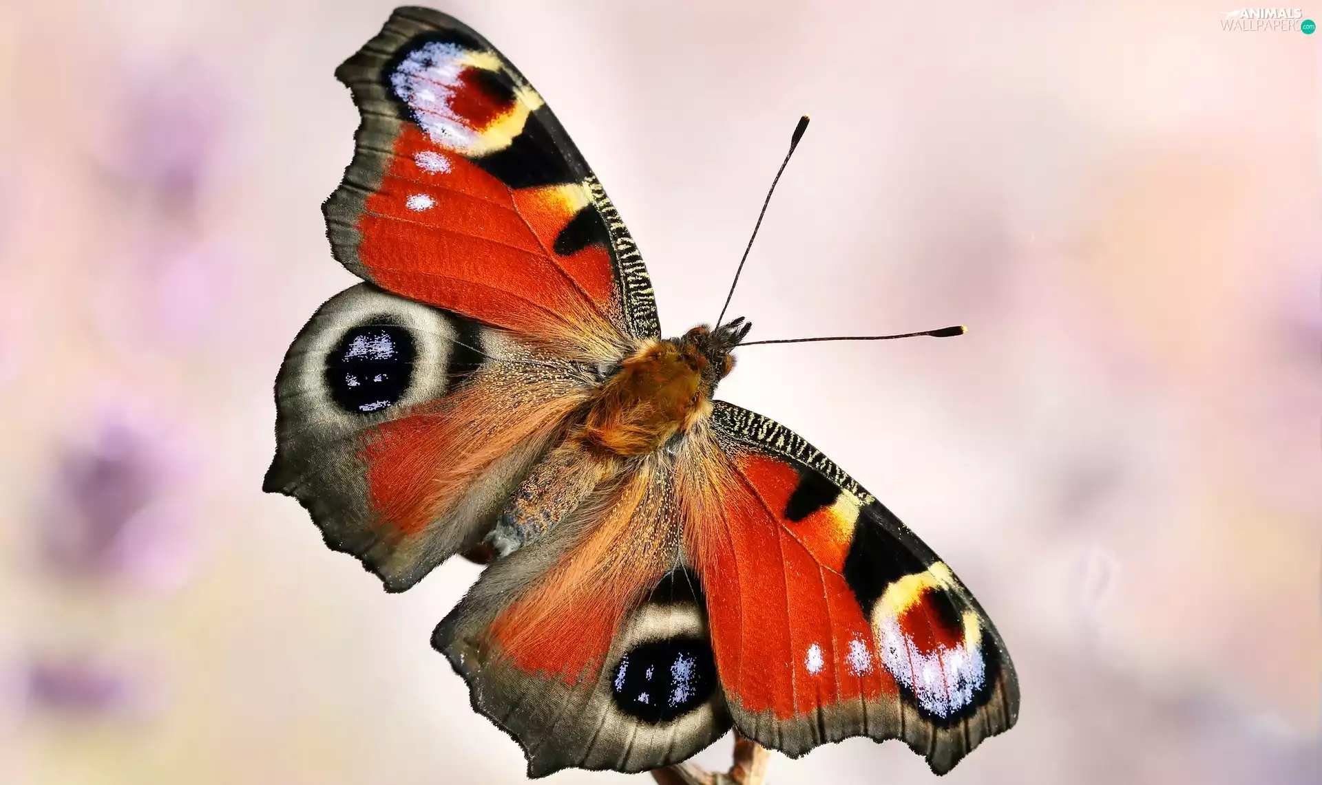 Close, butterfly, Peacock