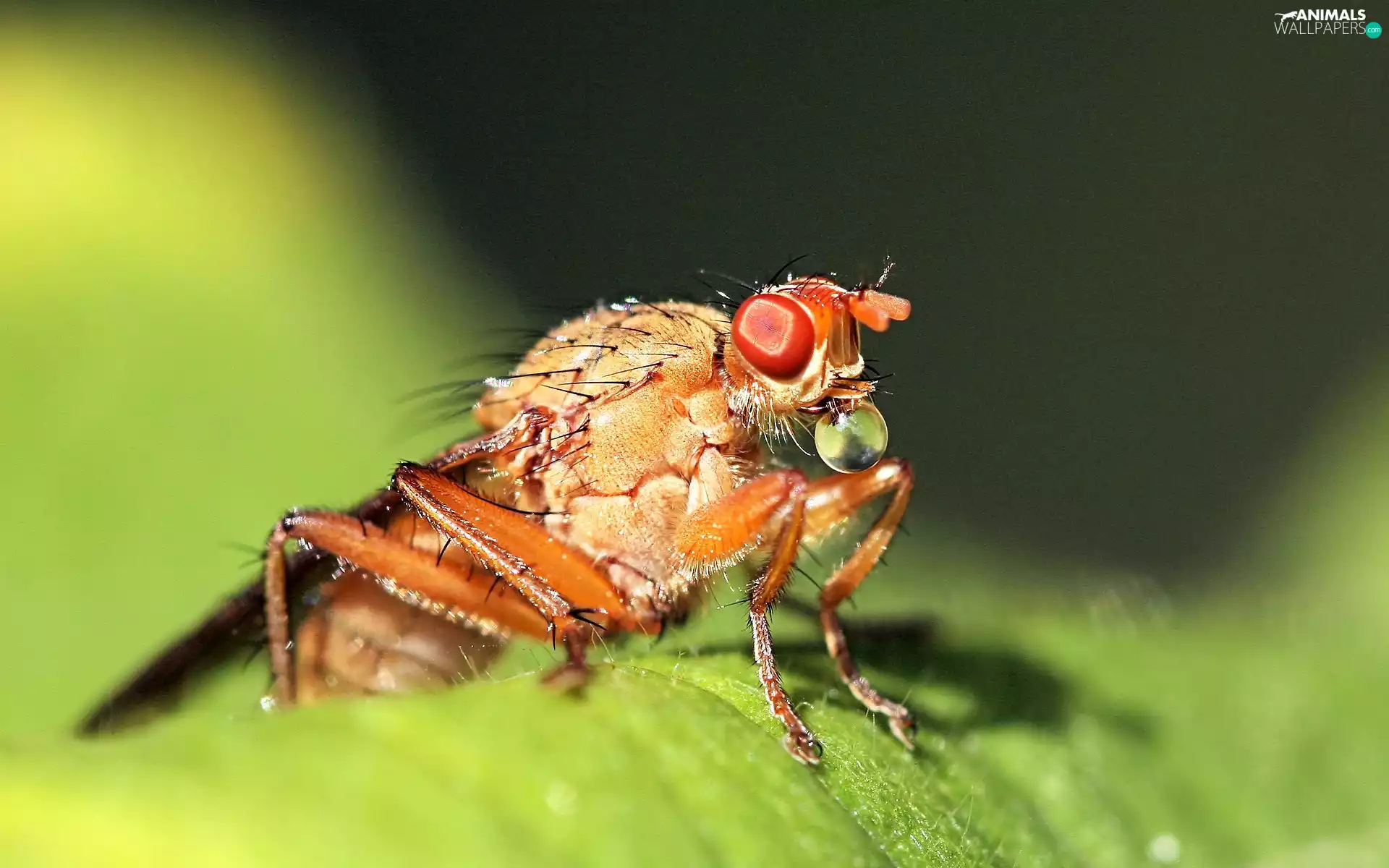 Close, Insect, picture