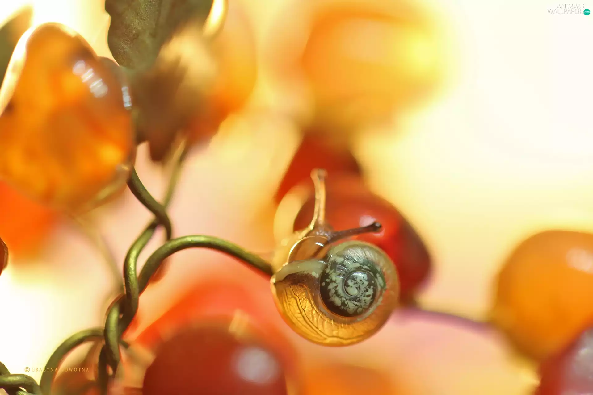 Close, Snail, Stones