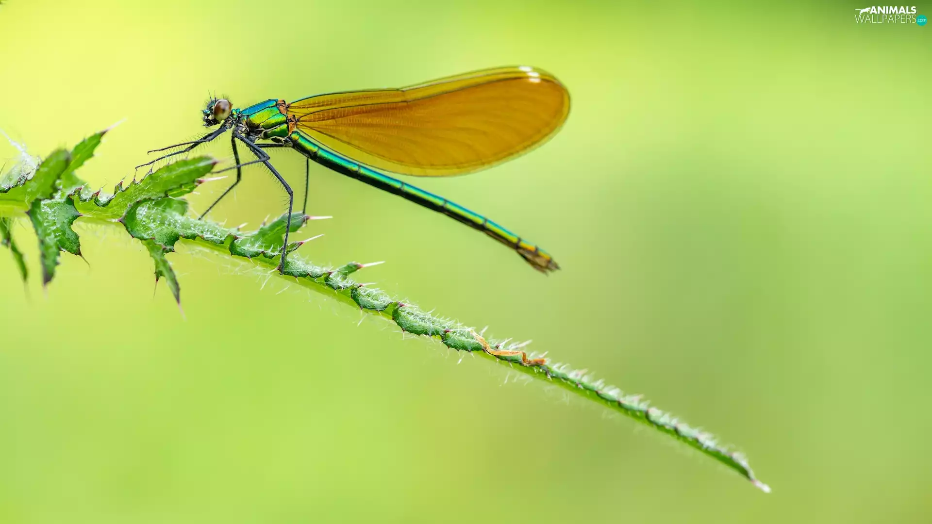 dragon-fly, plant, Close, Calopteryx virgo