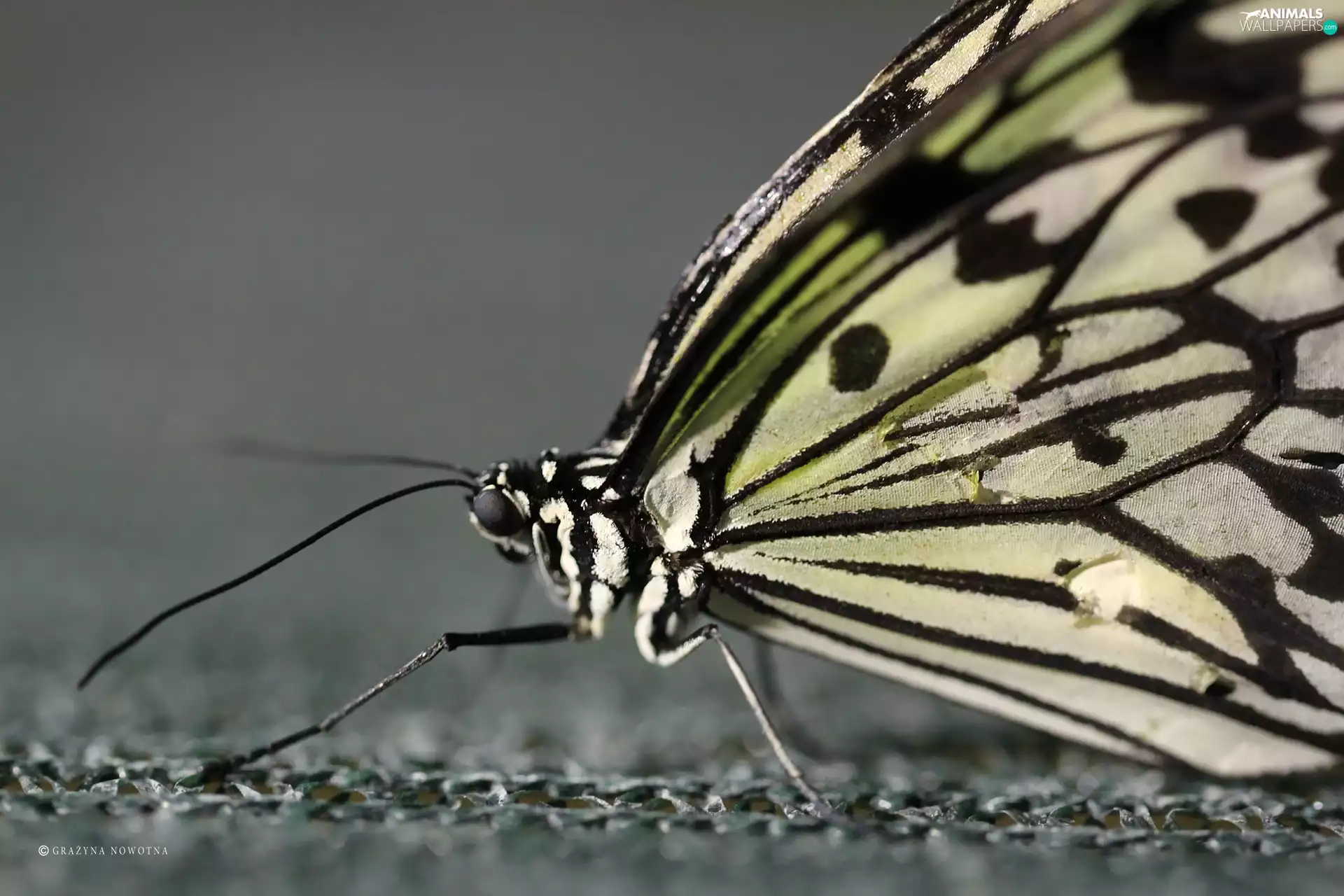 Close, butterfly, wings