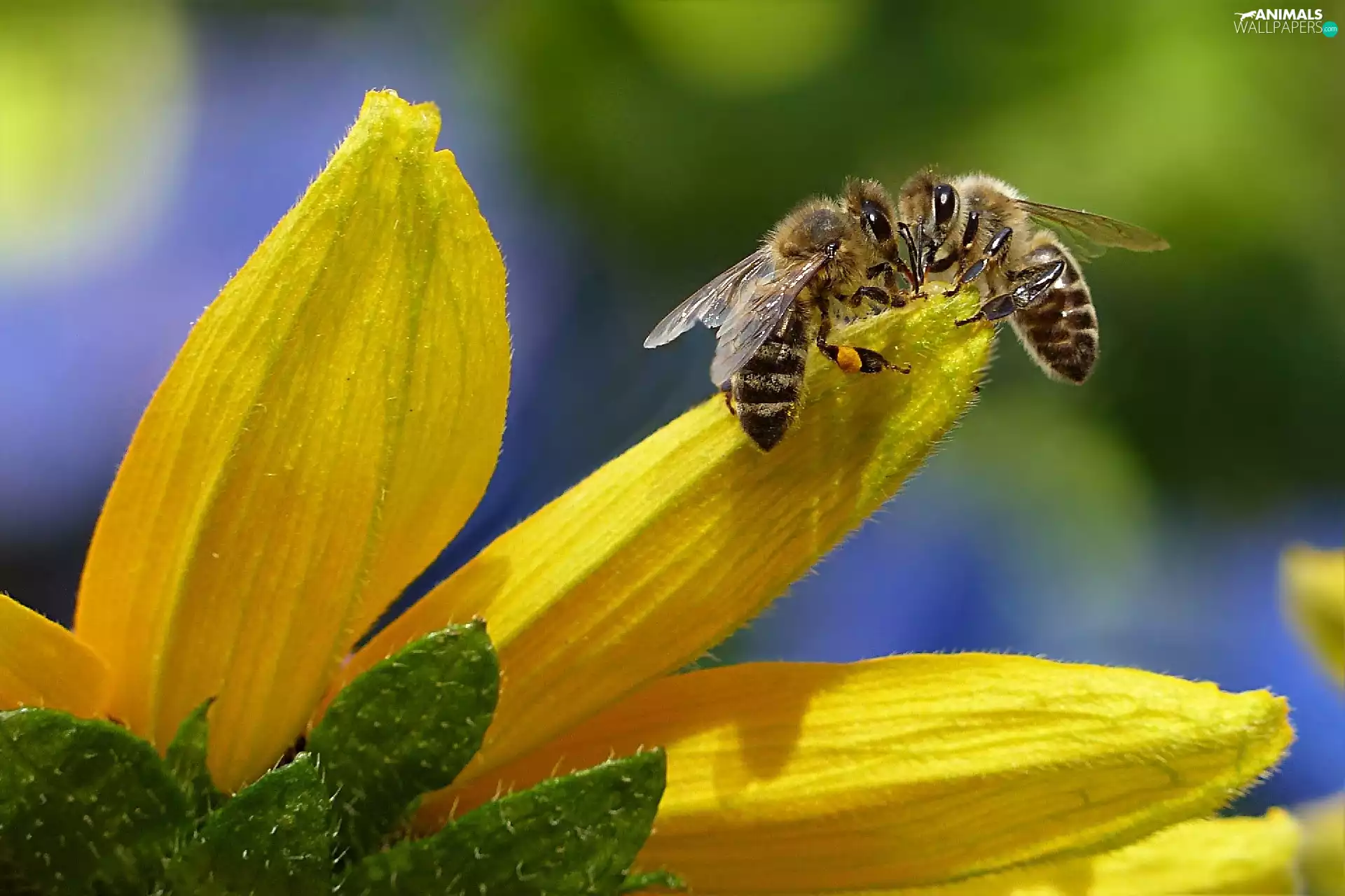 Flower, Close, Yellow, flakes, Bees