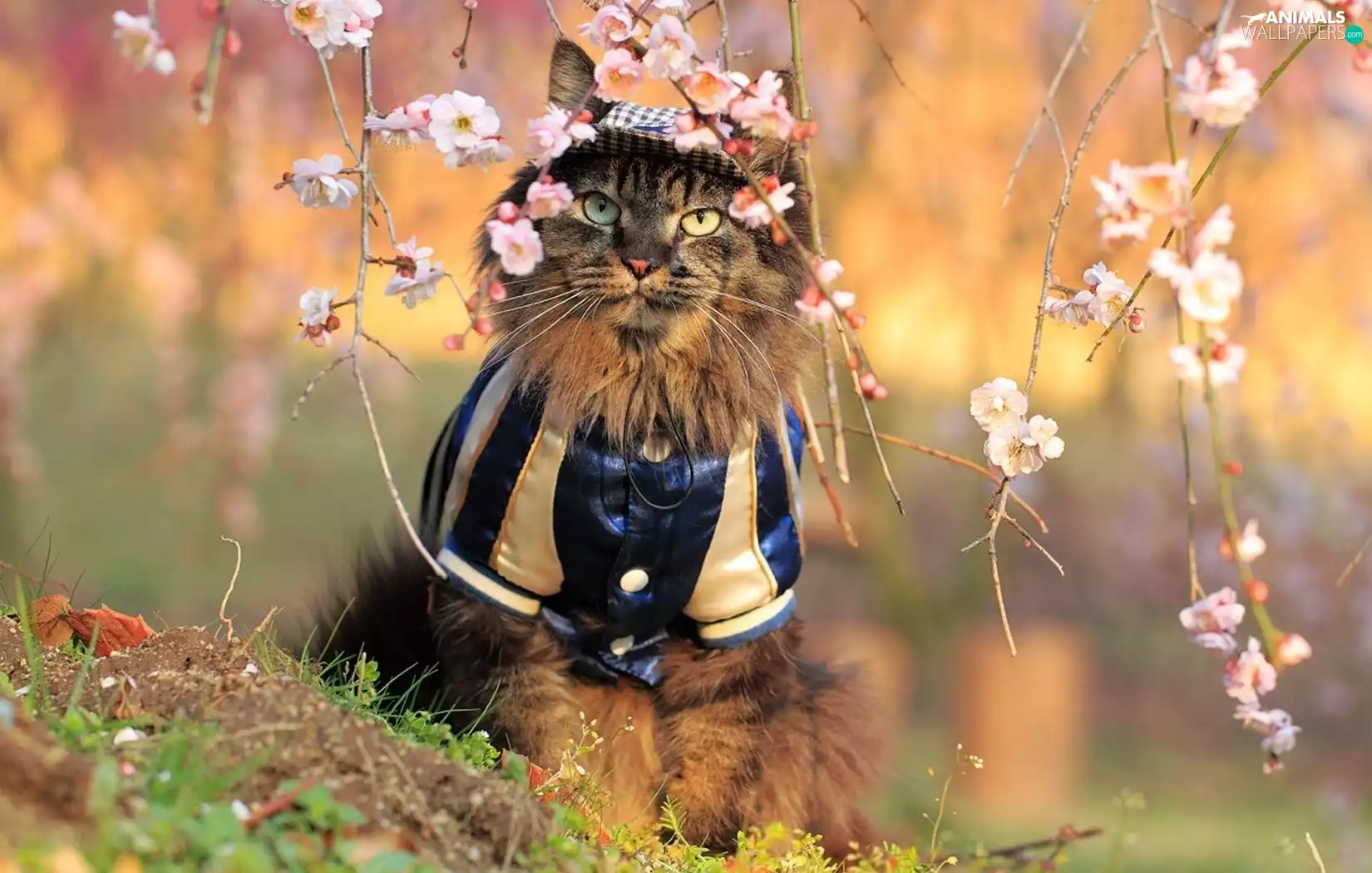cat, Twigs, flowers, clothes