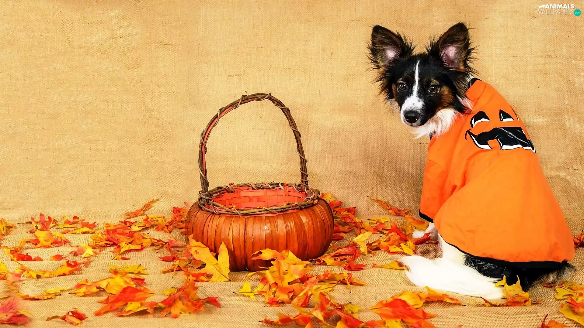 dog, basket, Leaf, clothes