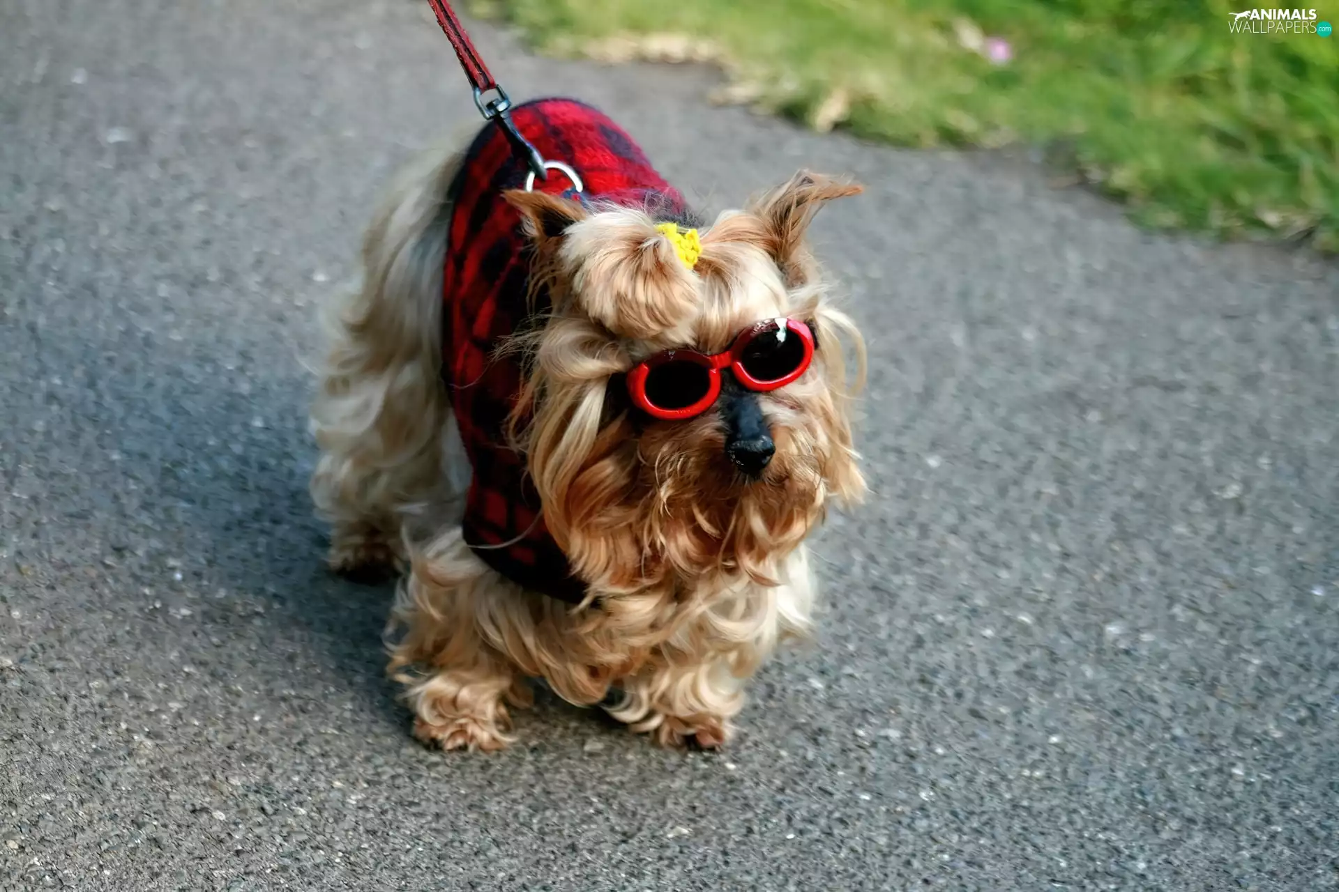 Glasses, Yorkshire Terrier, clothes