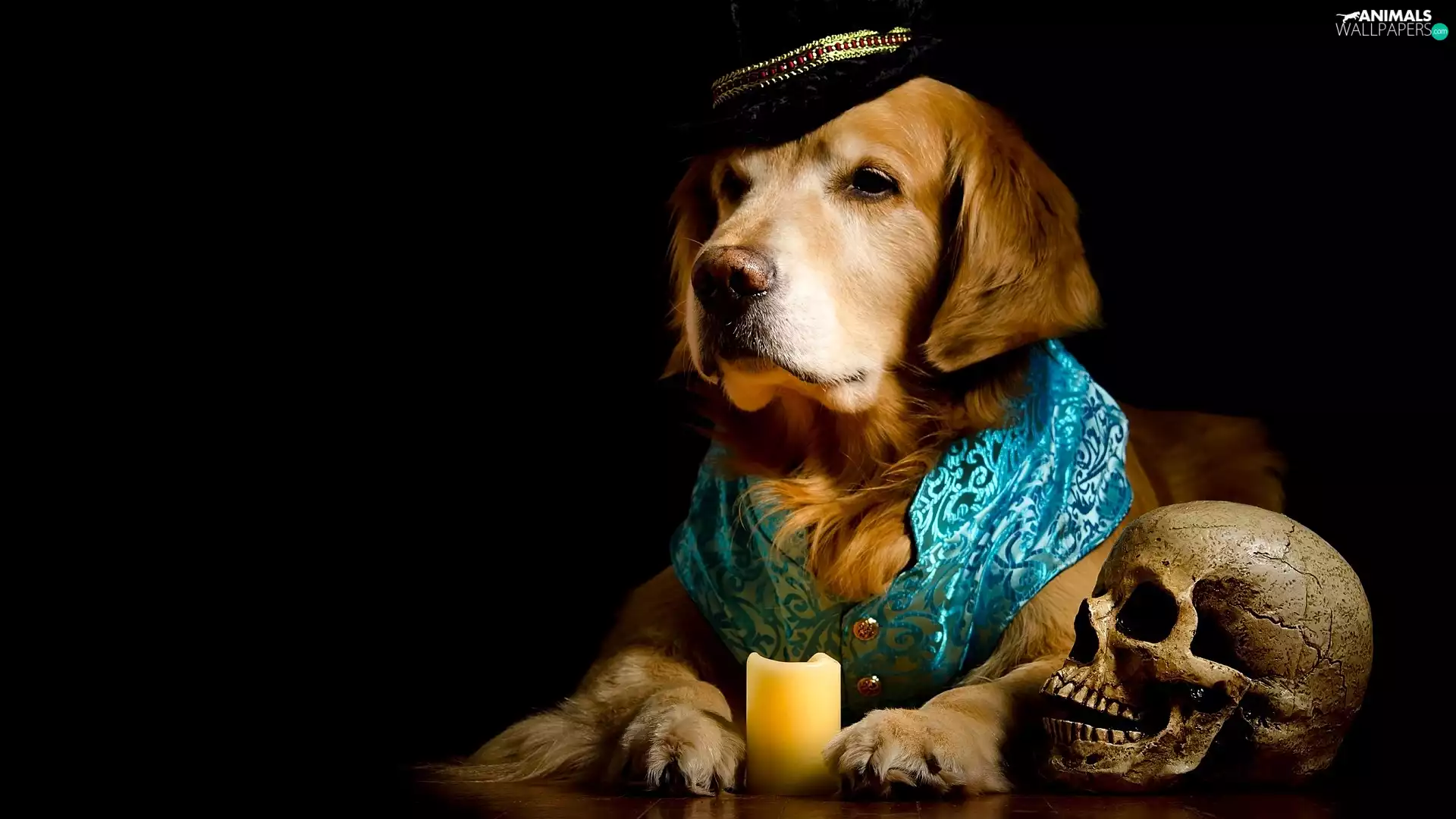 candle, skull, Hat, clothes, Golden Retriever