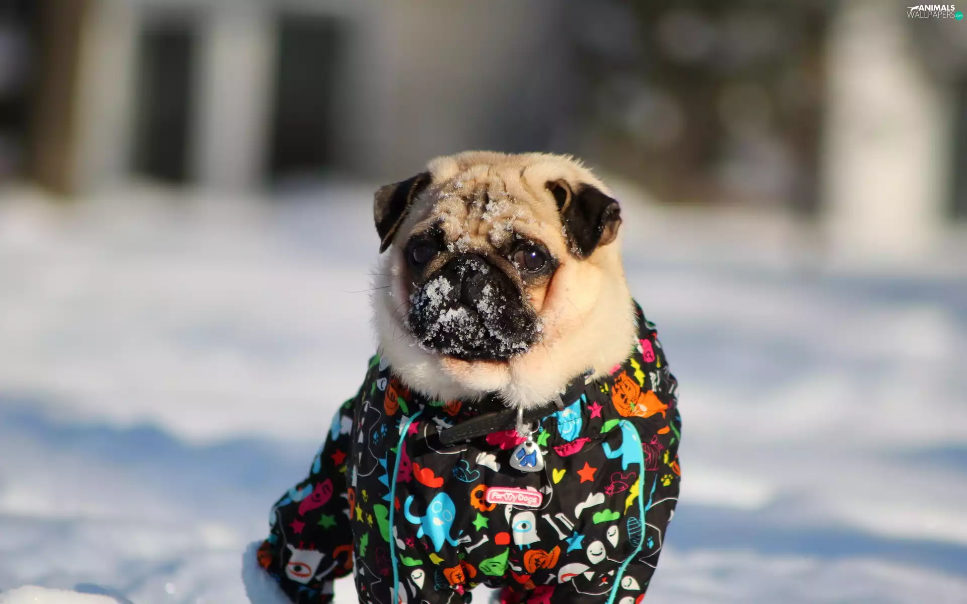 clothes, pug, snow
