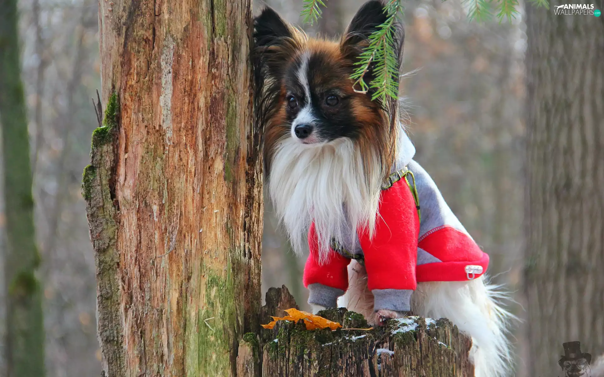 clothes, Papillon, trees
