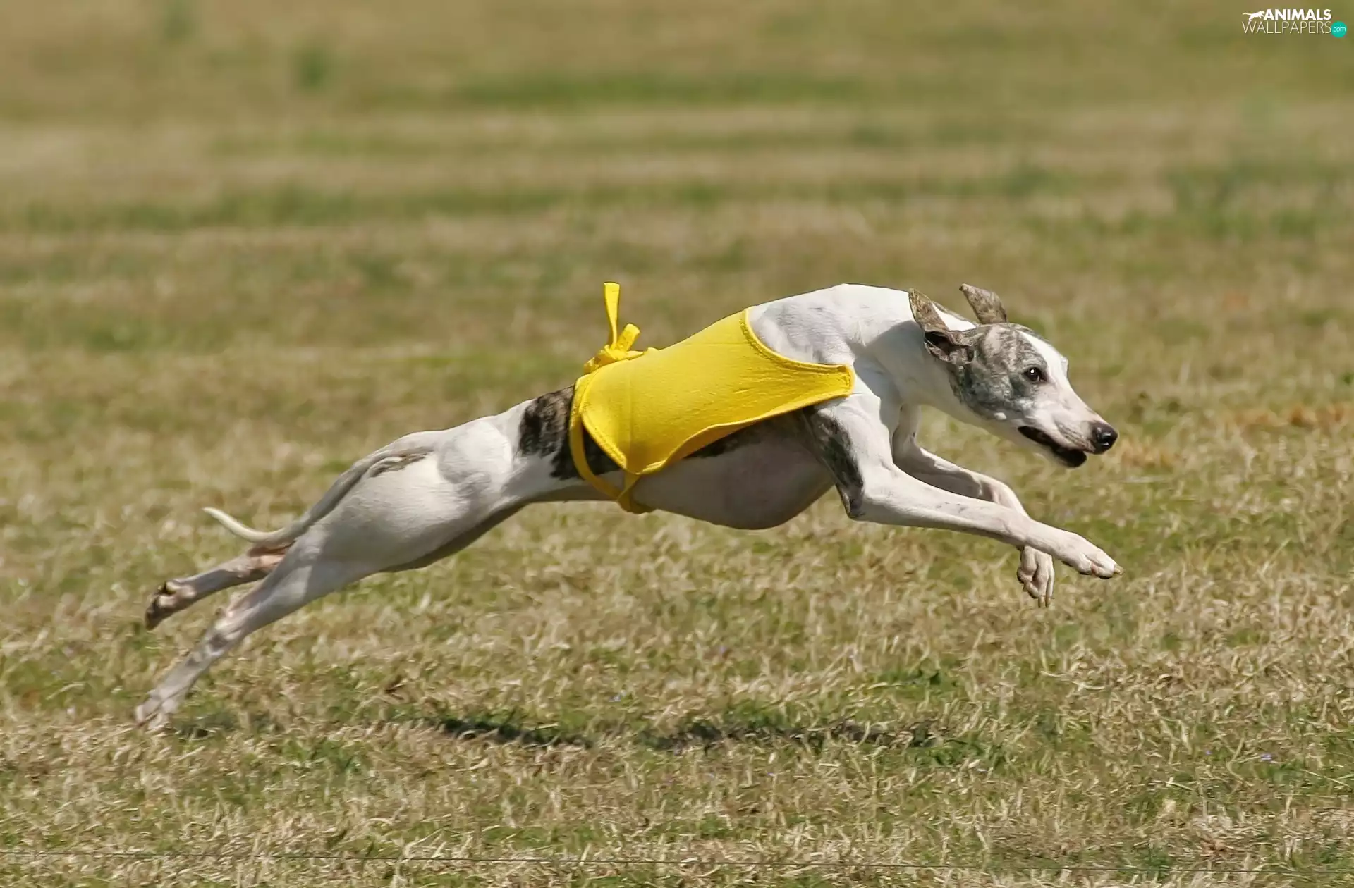 clothes, Whippet, Yellow