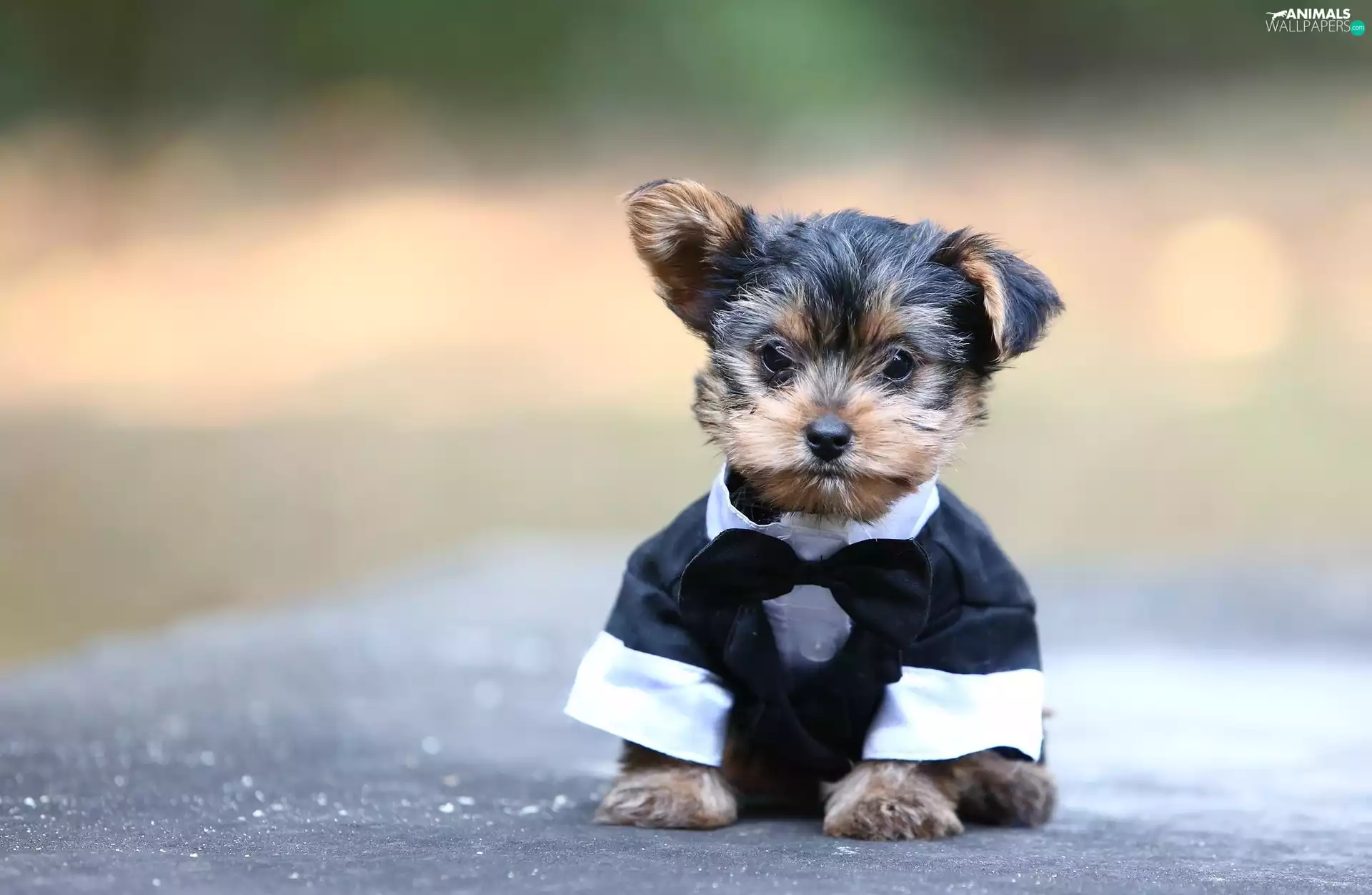 clothes, Puppy, York