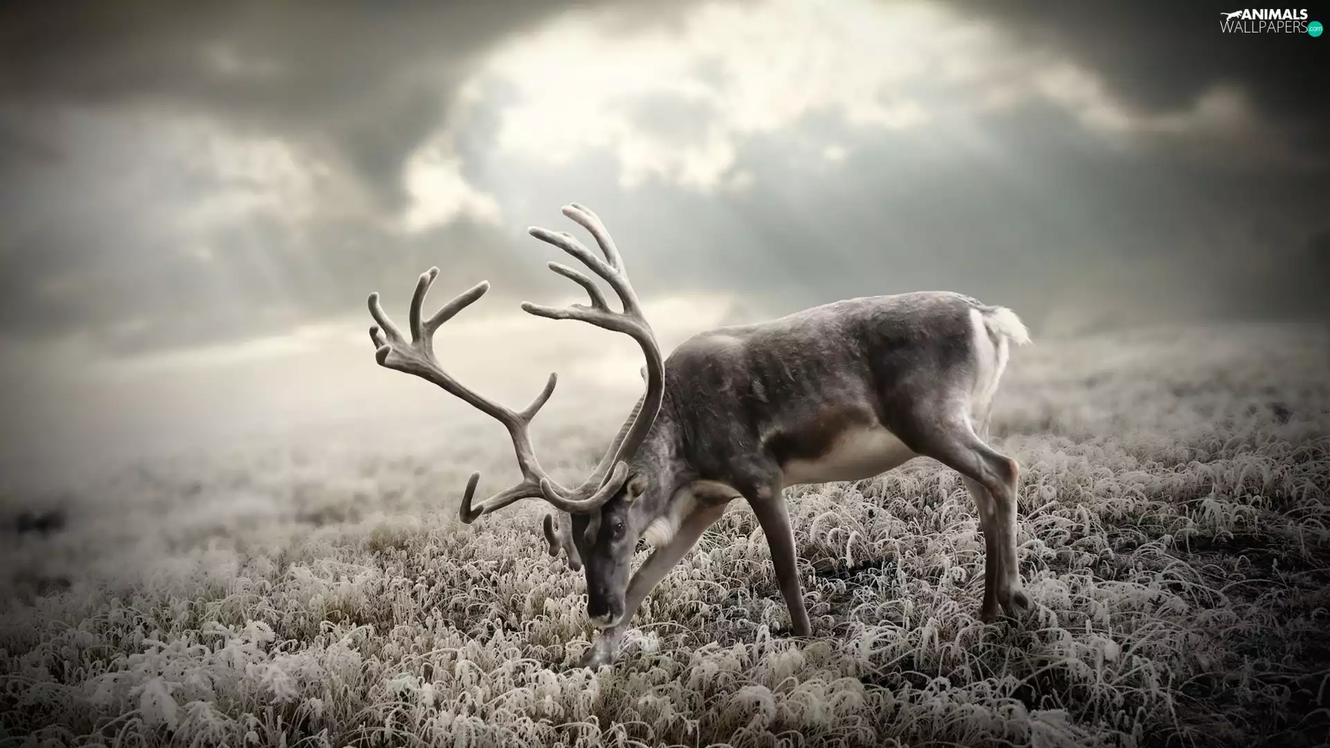 clouds, deer, antlers