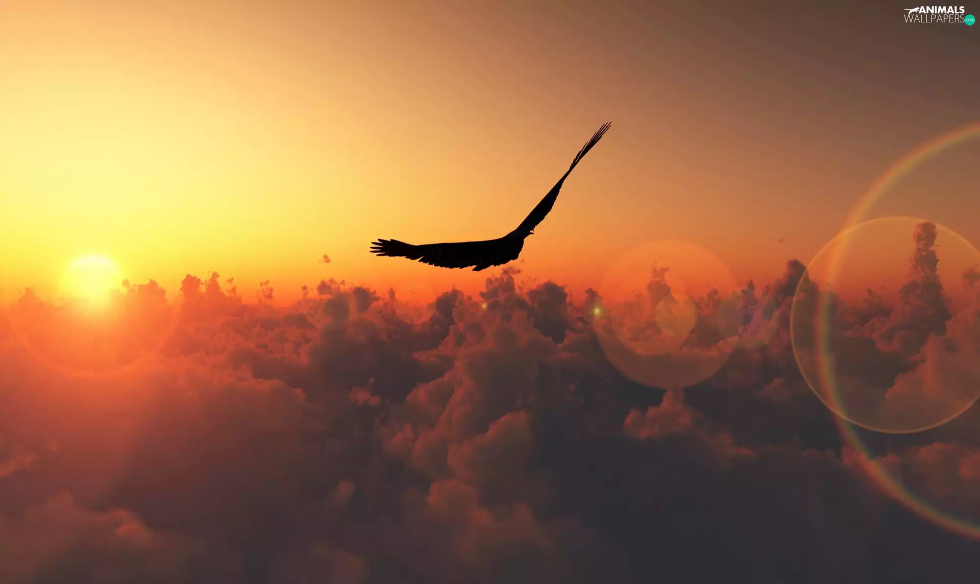 Bird, west, sun, clouds