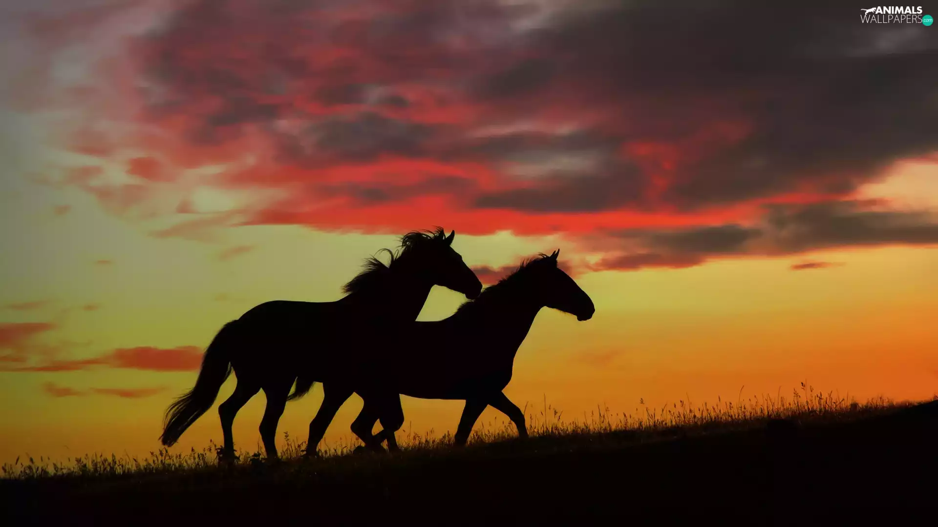 Great Sunsets, bloodstock, clouds, Two cars